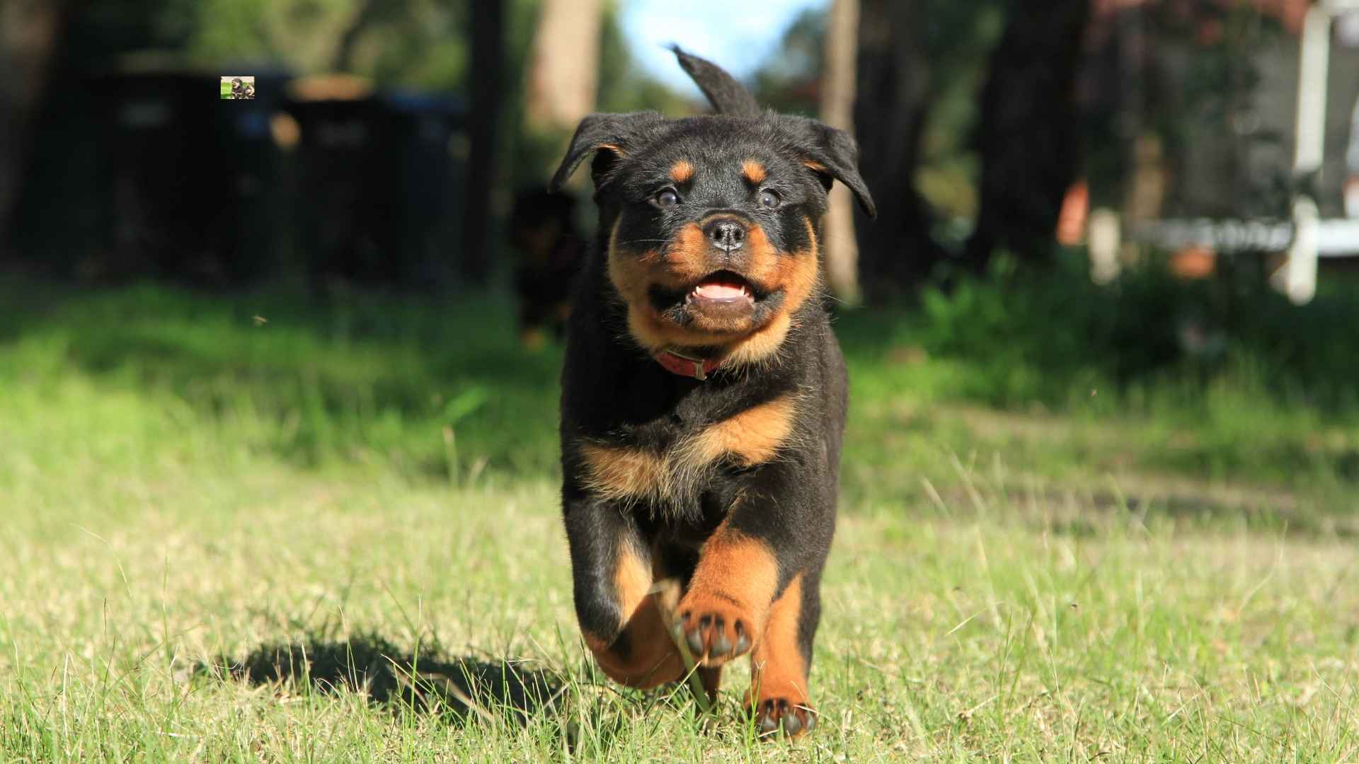 Top 7 Watchful Puppy Breeds That Will Guard Your Heart and Home