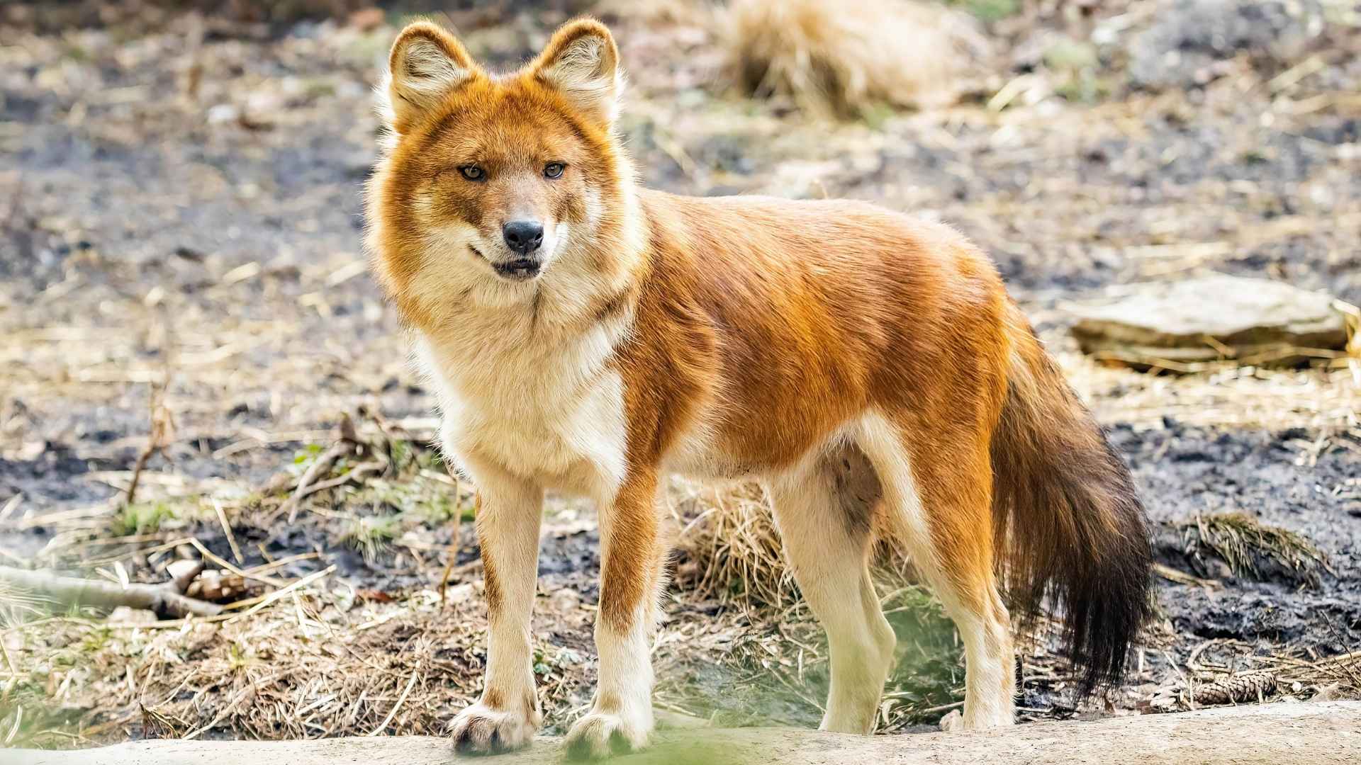 Top 7 Wild Dog Breeds From Around the World