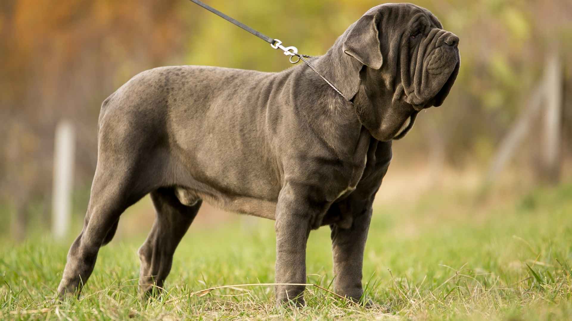Top 7 World’s Largest Dog Breeds That Impress in Size