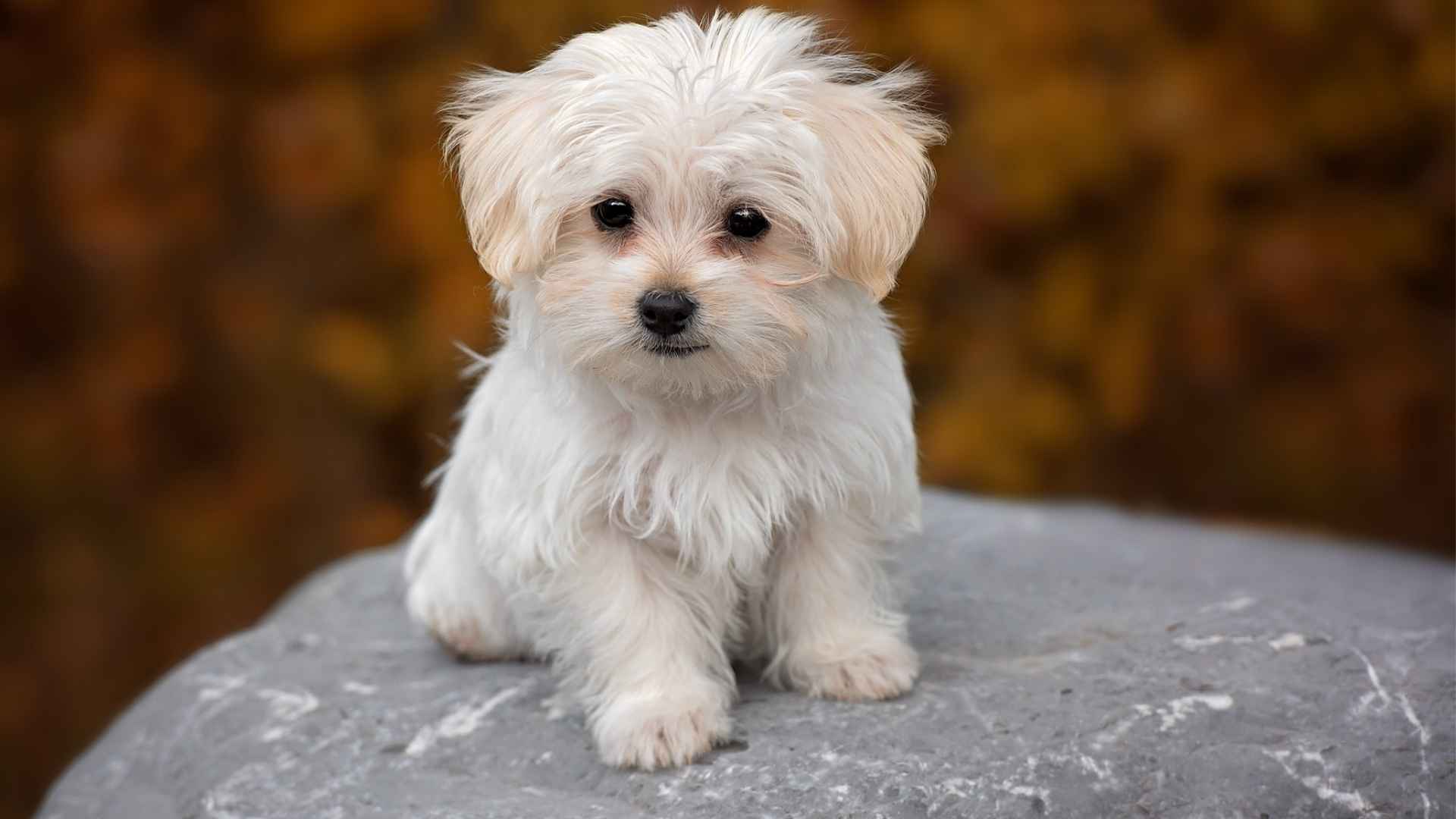 Top 7 World’s Smallest Dog Breeds You’ll Love