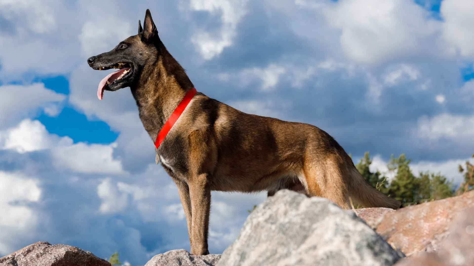 Top 9 Alert Guard Dog Breeds for Effective Protection and Peace of Mind