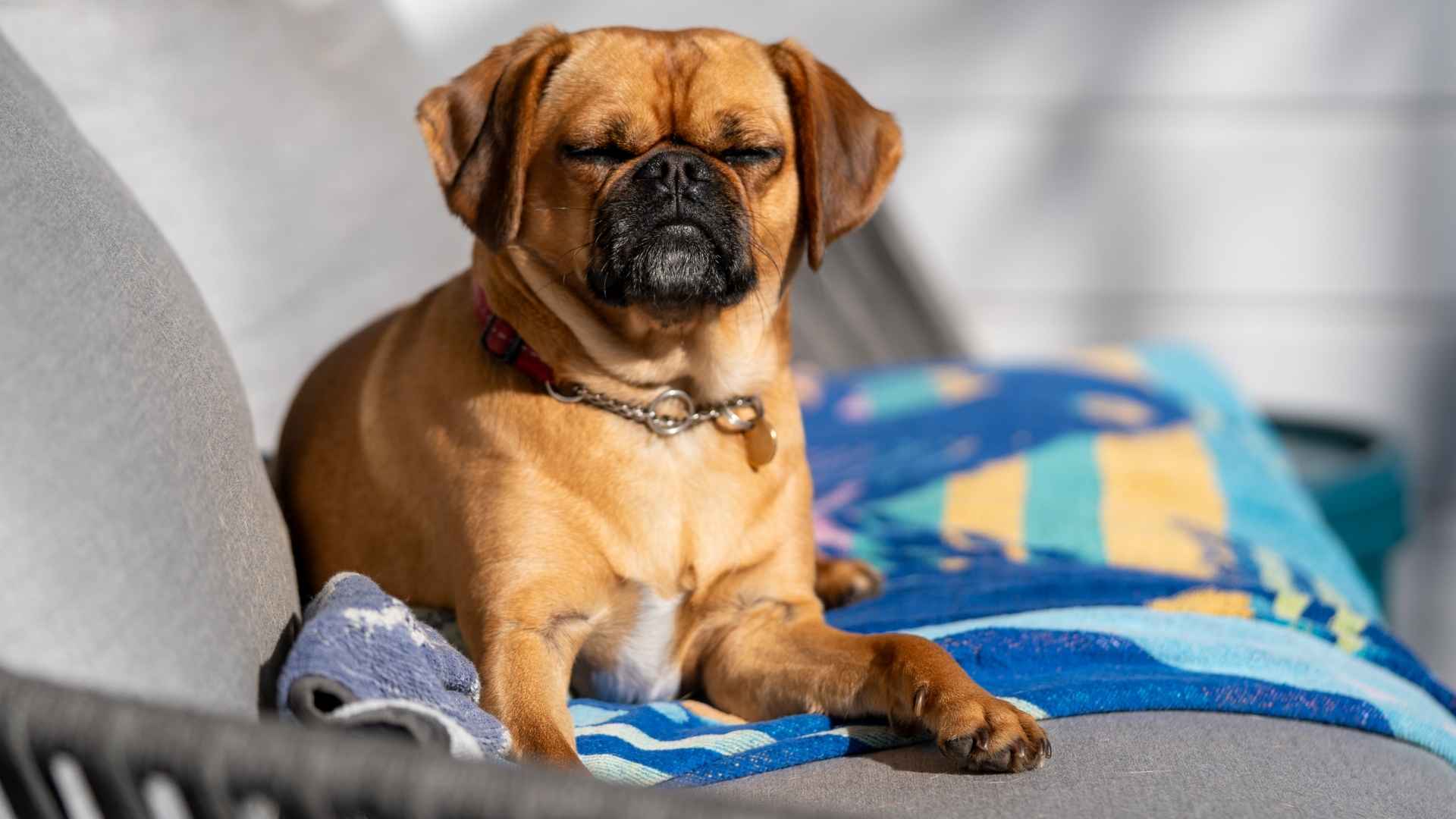 Top 9 Chill Dog Breeds That Love to Lounge