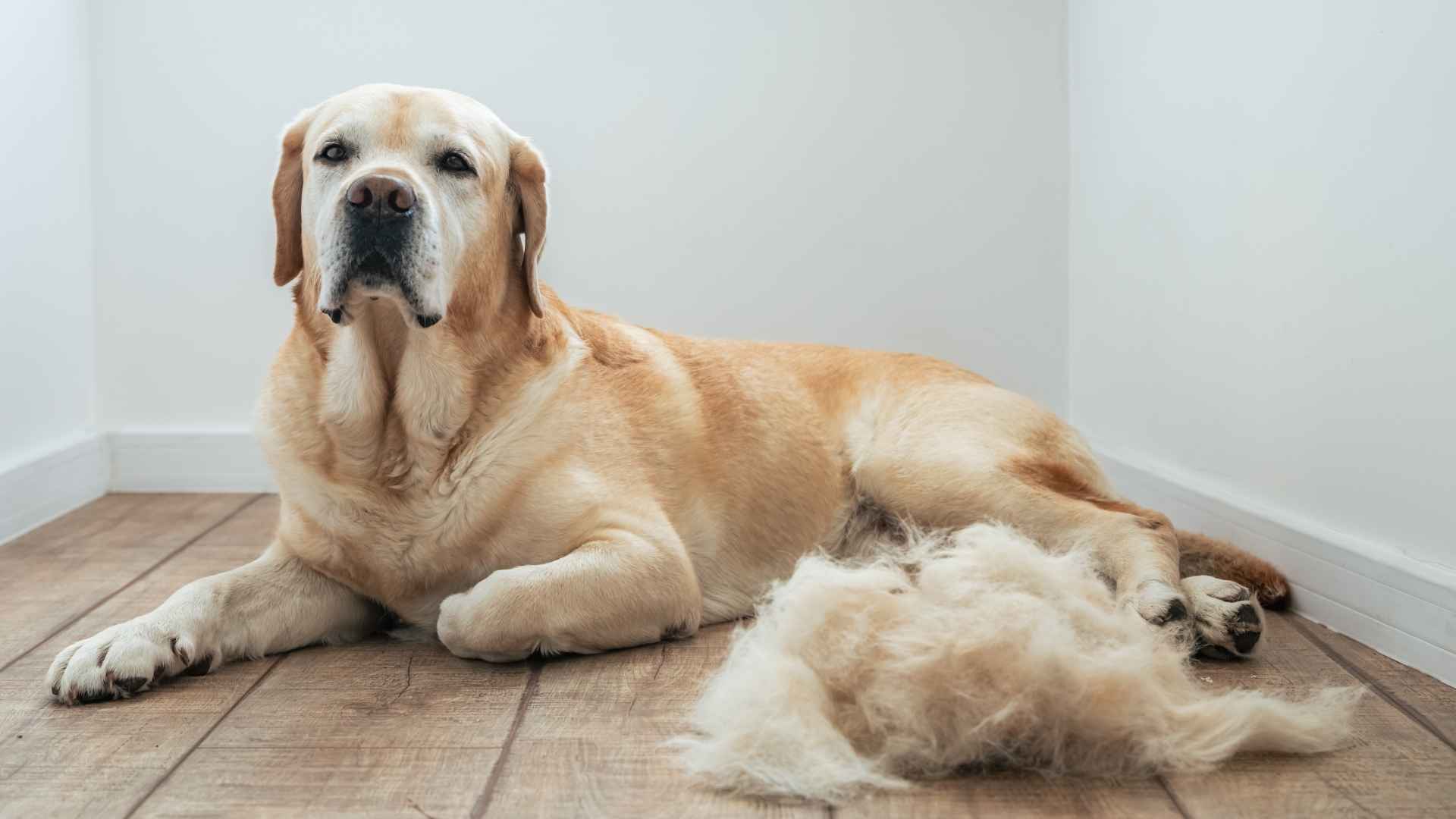 Top 9 Constant Shedding Dog Breeds That Will Fill Your Home with Fur
