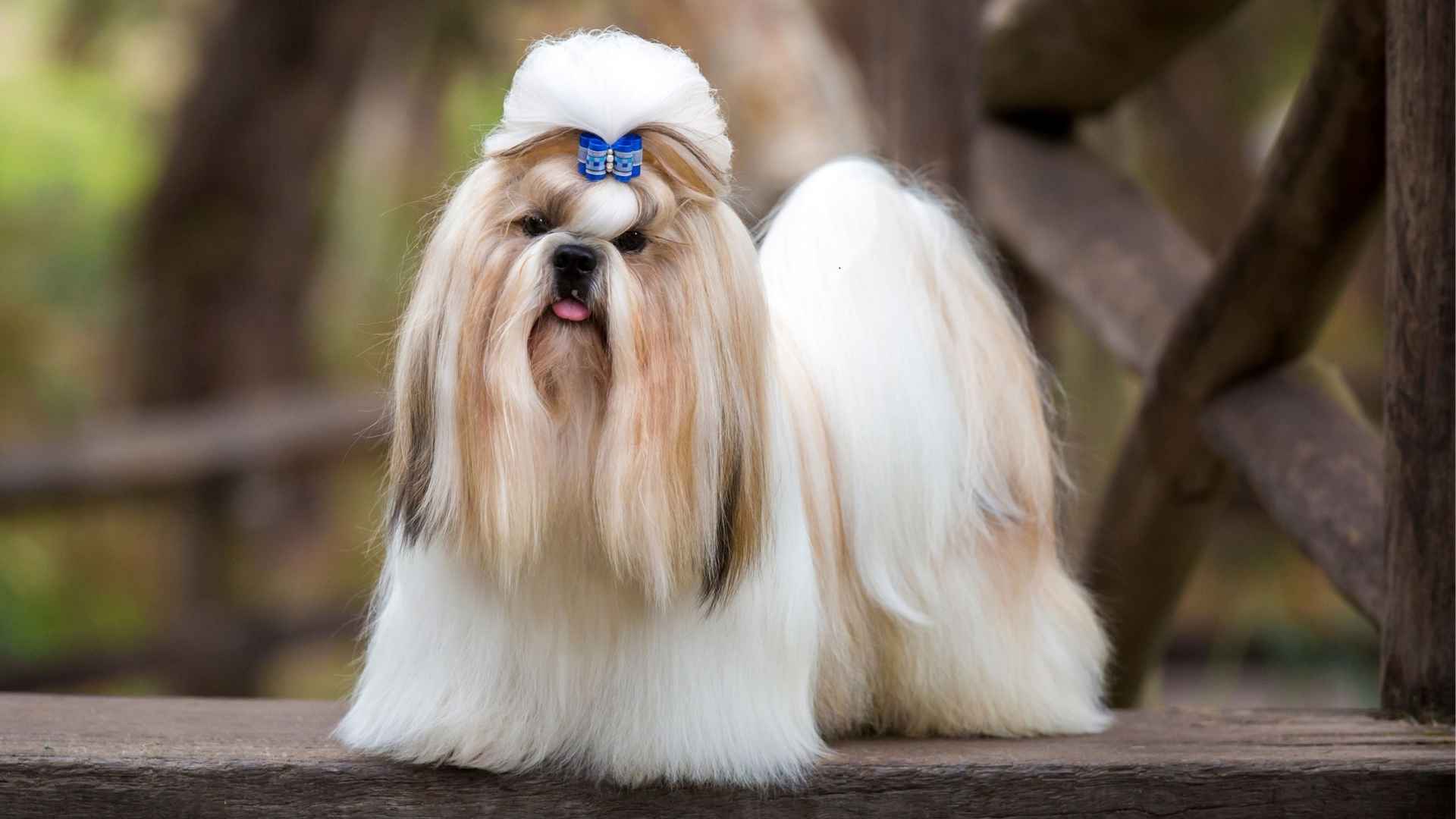 Top 9 Dogs with Mustache and Beard That Look Like Wise Old Men