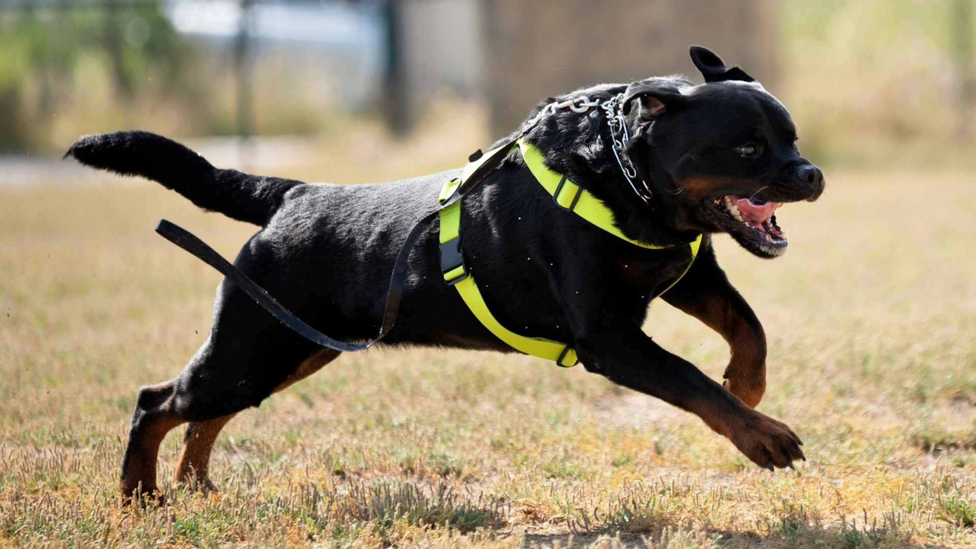 Top 9 Driven Dog Breeds: Understanding Their Unique Traits and Needs