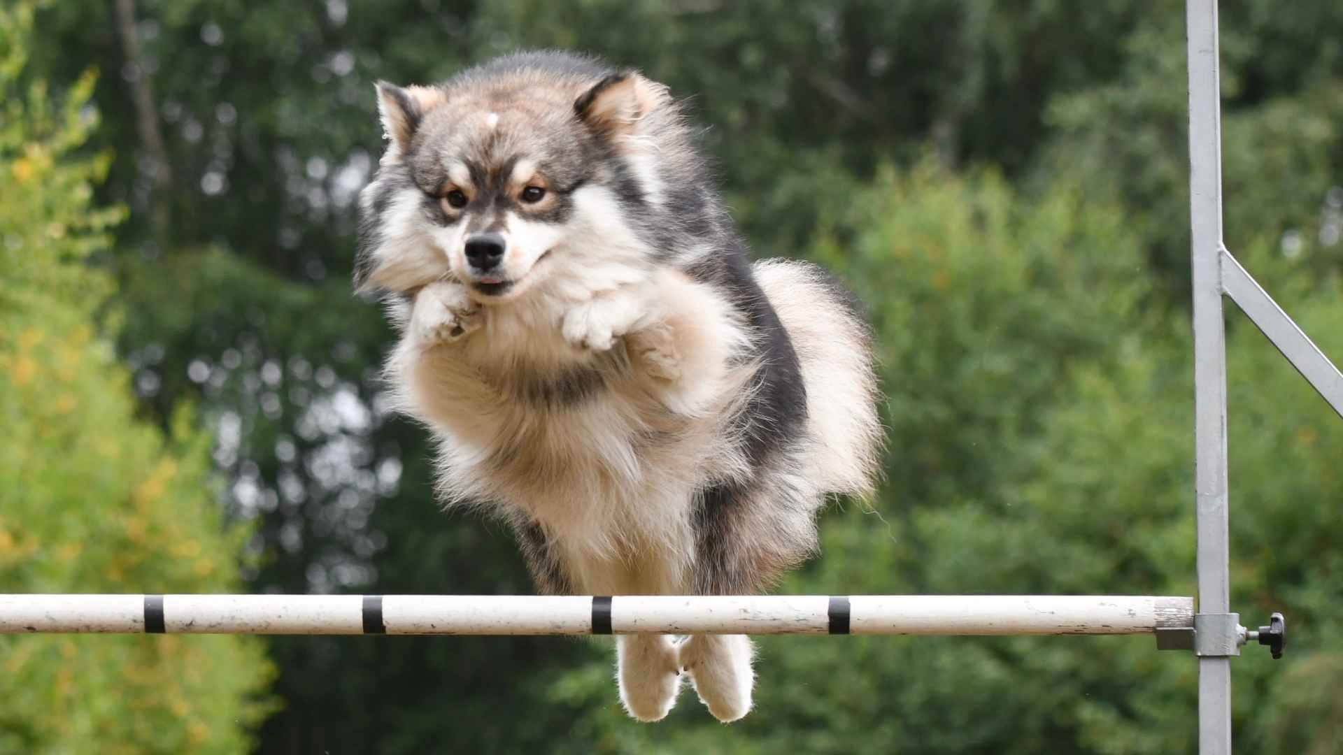 Top 9 Elite Agility Dog Breeds for Speed and Skill