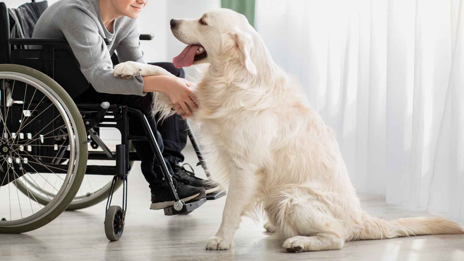 Top 9 Emotional Support Dog Breeds that Help You Heal