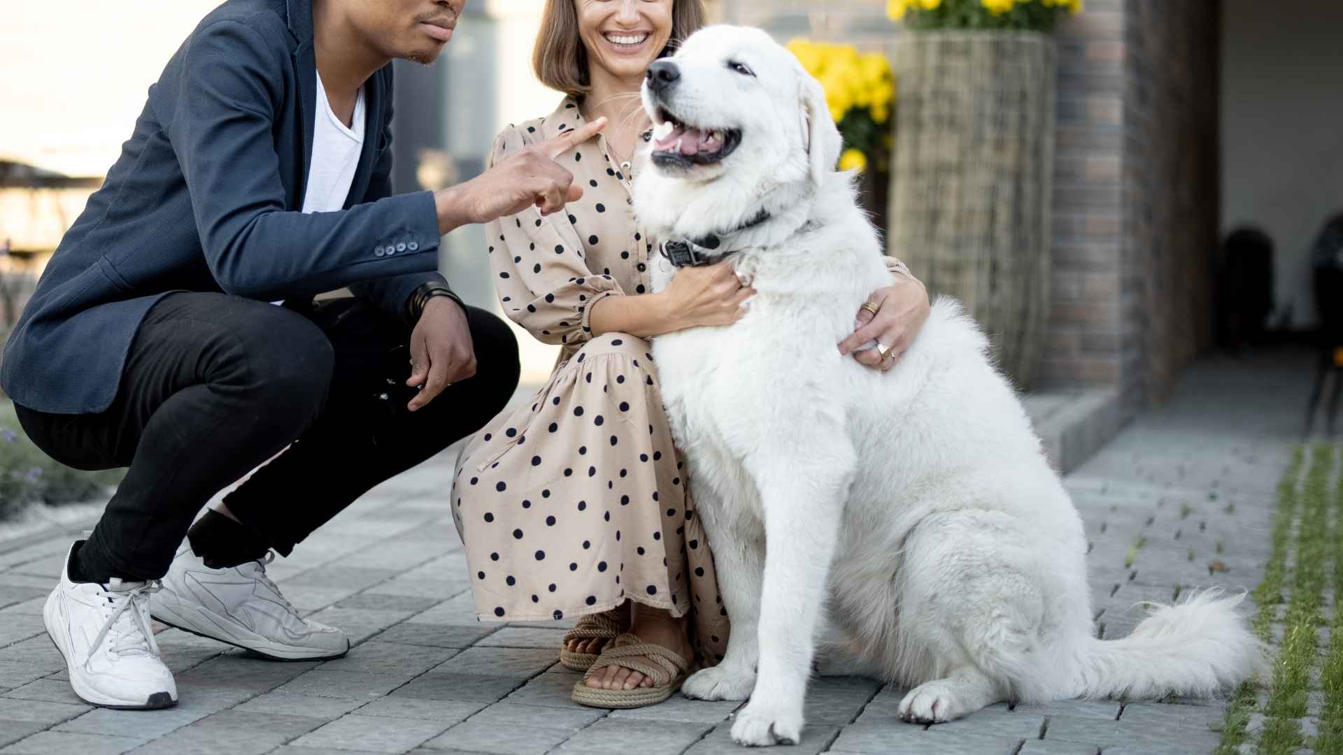 Top 9 Friendly Dog Breeds That Get Along with Everyone