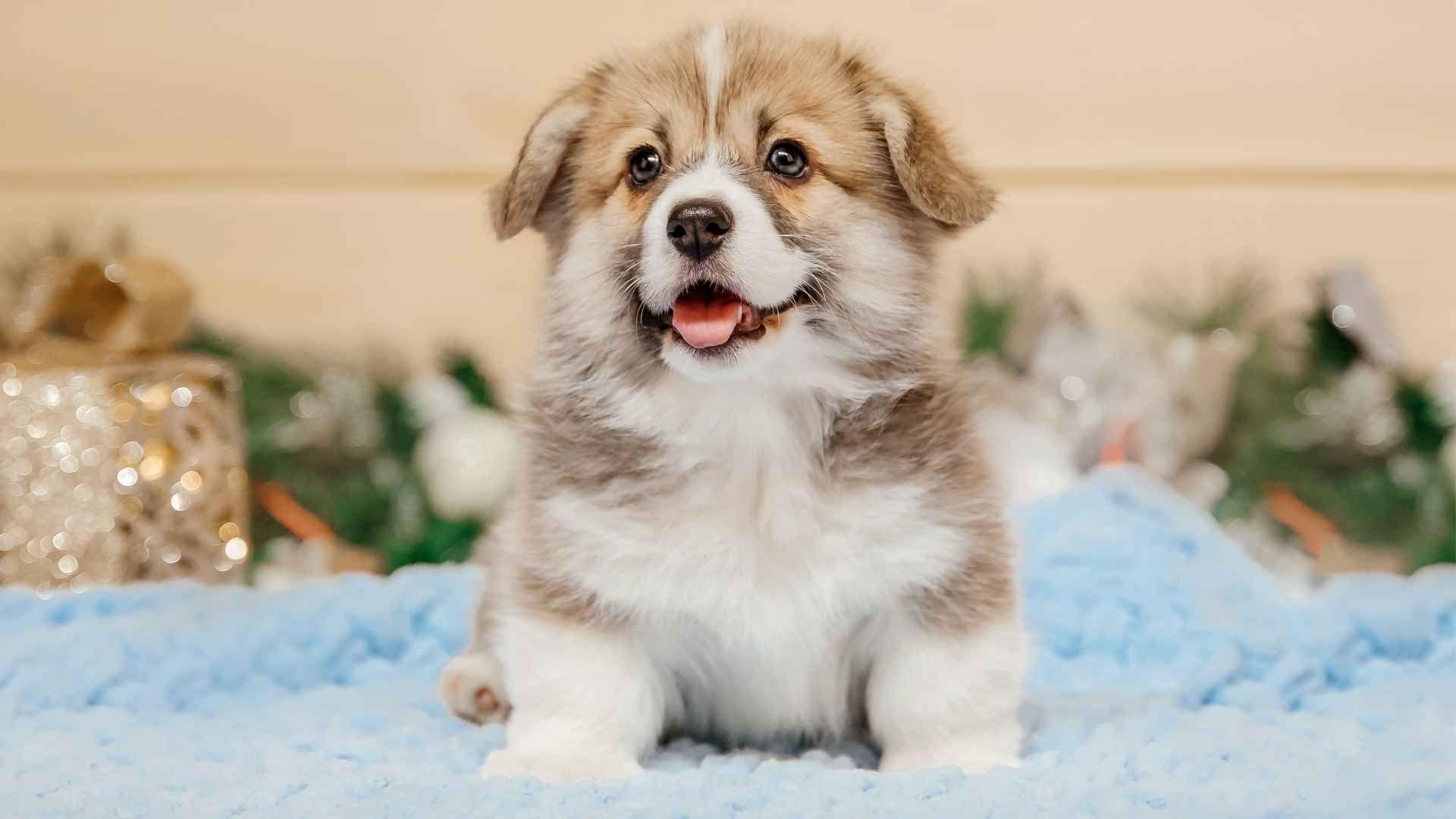 Top 9 Gentle Puppy Breeds: Soft Paws with Softer Hearts