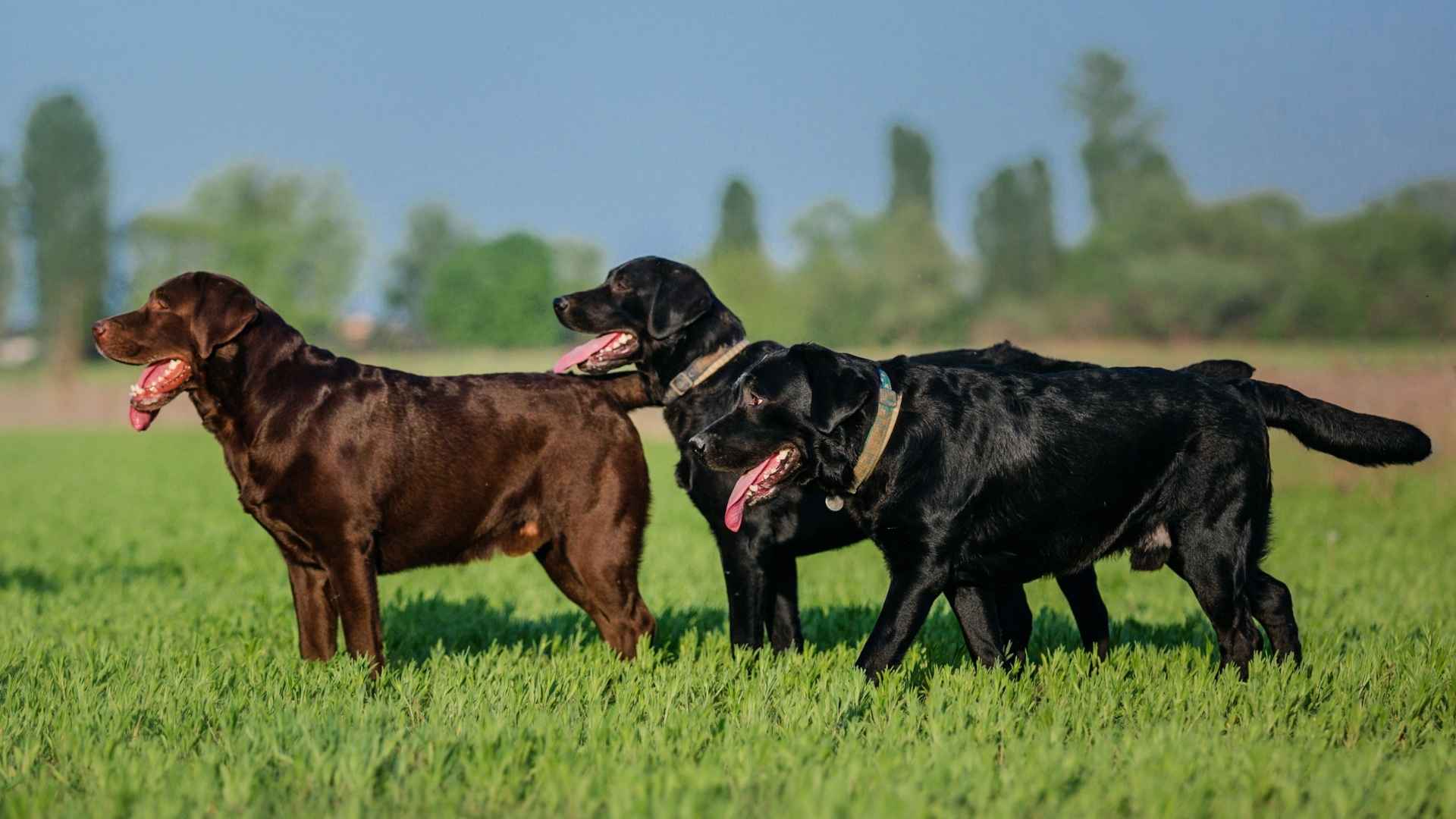 Top 9 Gun Dog Breeds for Hunting & Family Life