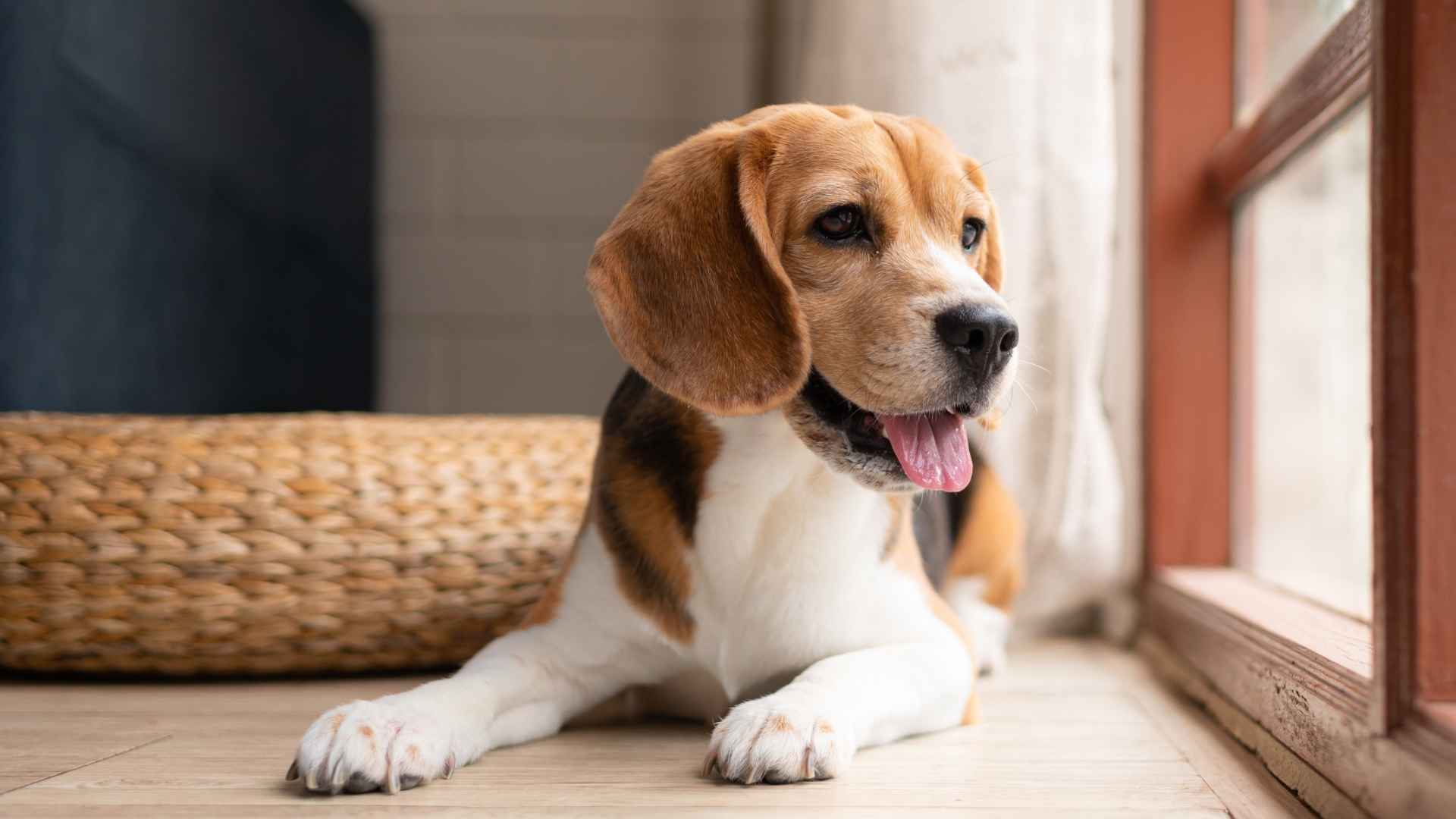 Top 9 Healthy Dog Breeds for Happy Homes