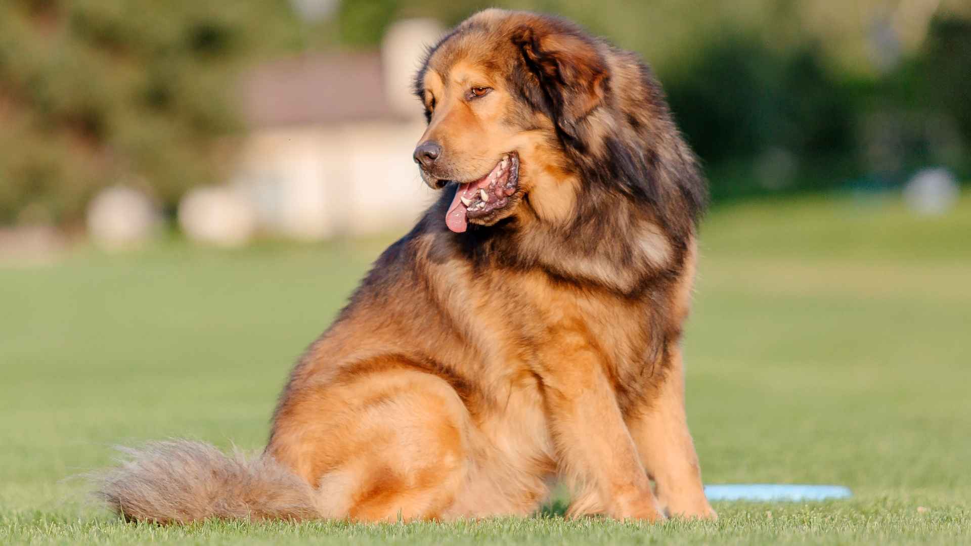 Top 9 Huge Dog Breeds That Will Take Up Your Couch