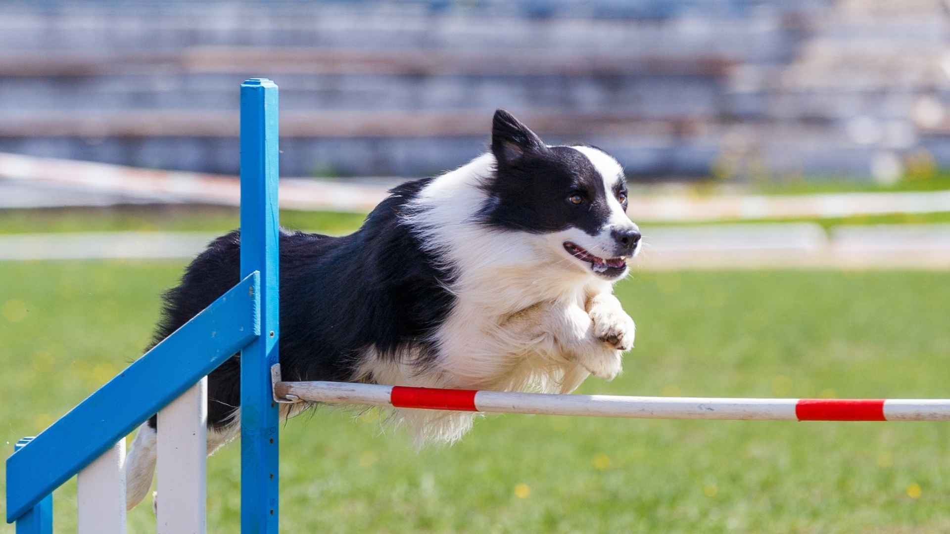 Top 9 Hyperactive Sporting Dog Breeds That Never Run Out of Energy