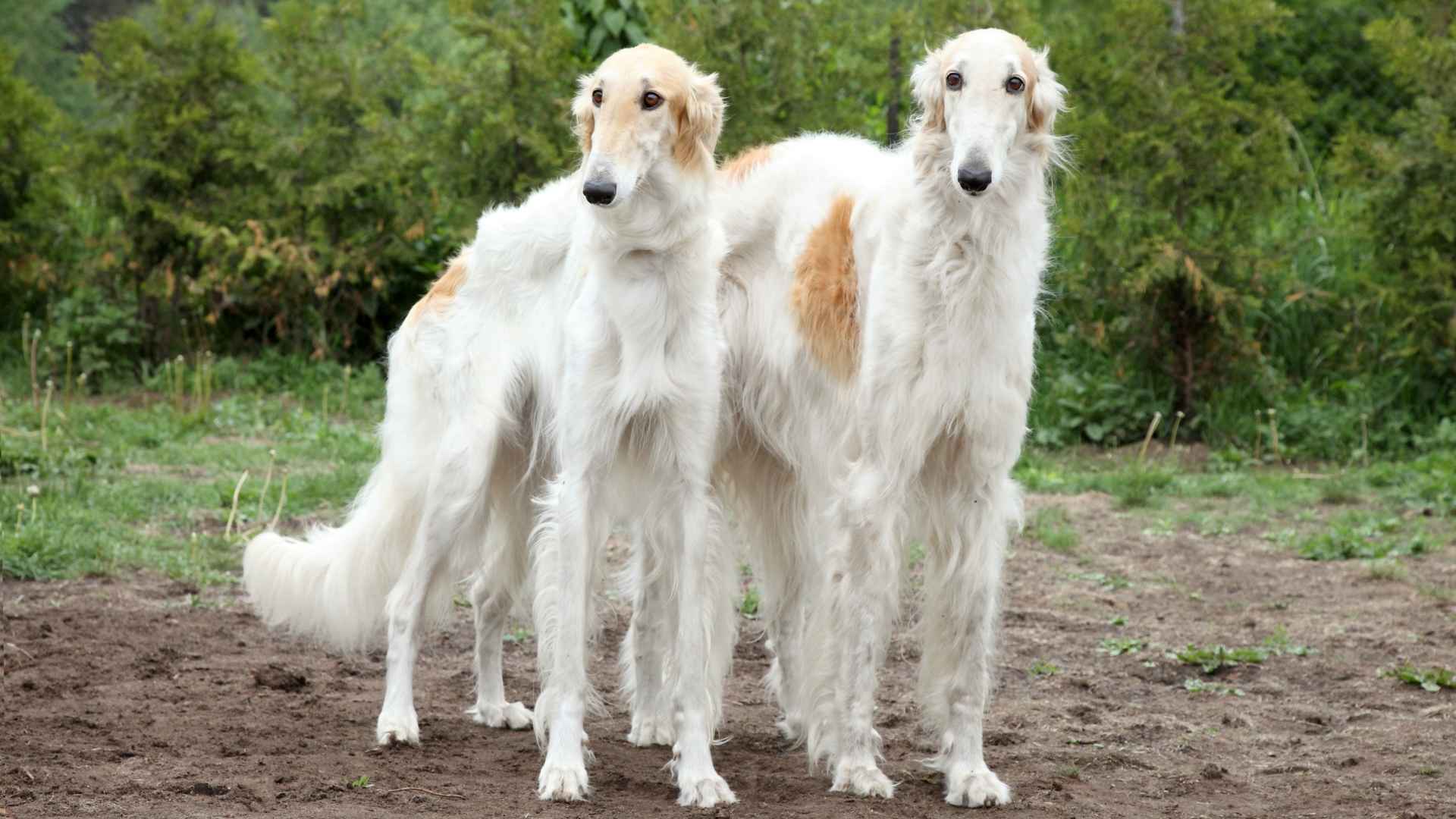 Top 9 Long Snout Dog Breeds with Unique Looks