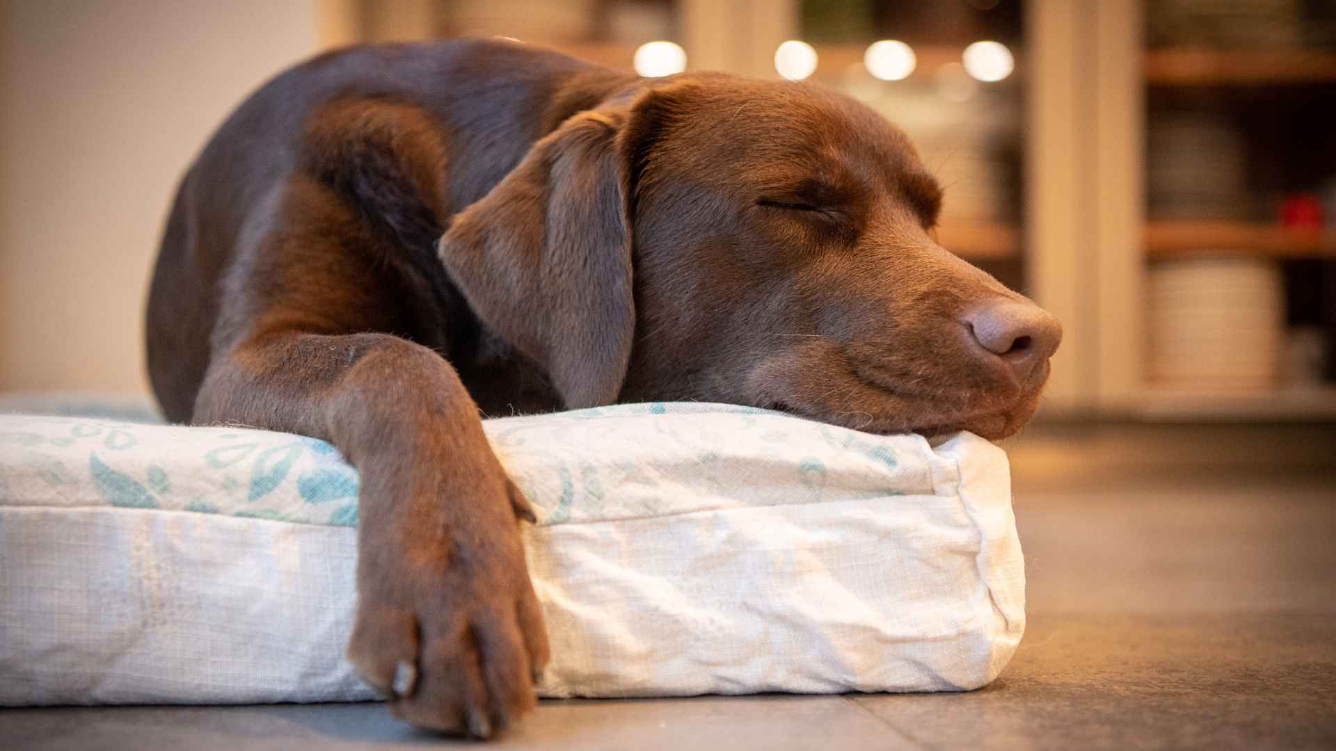 Top 9 Low Drive Sleepy Dog Breeds That Are Easygoing and Sleepy