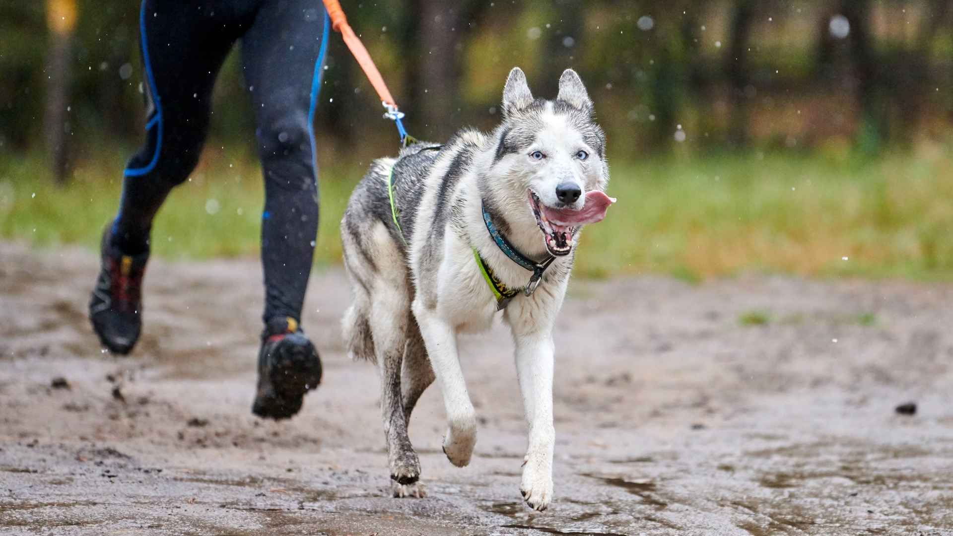 Top 9 Marathon-Ready Dog Breeds That Keep Up With You