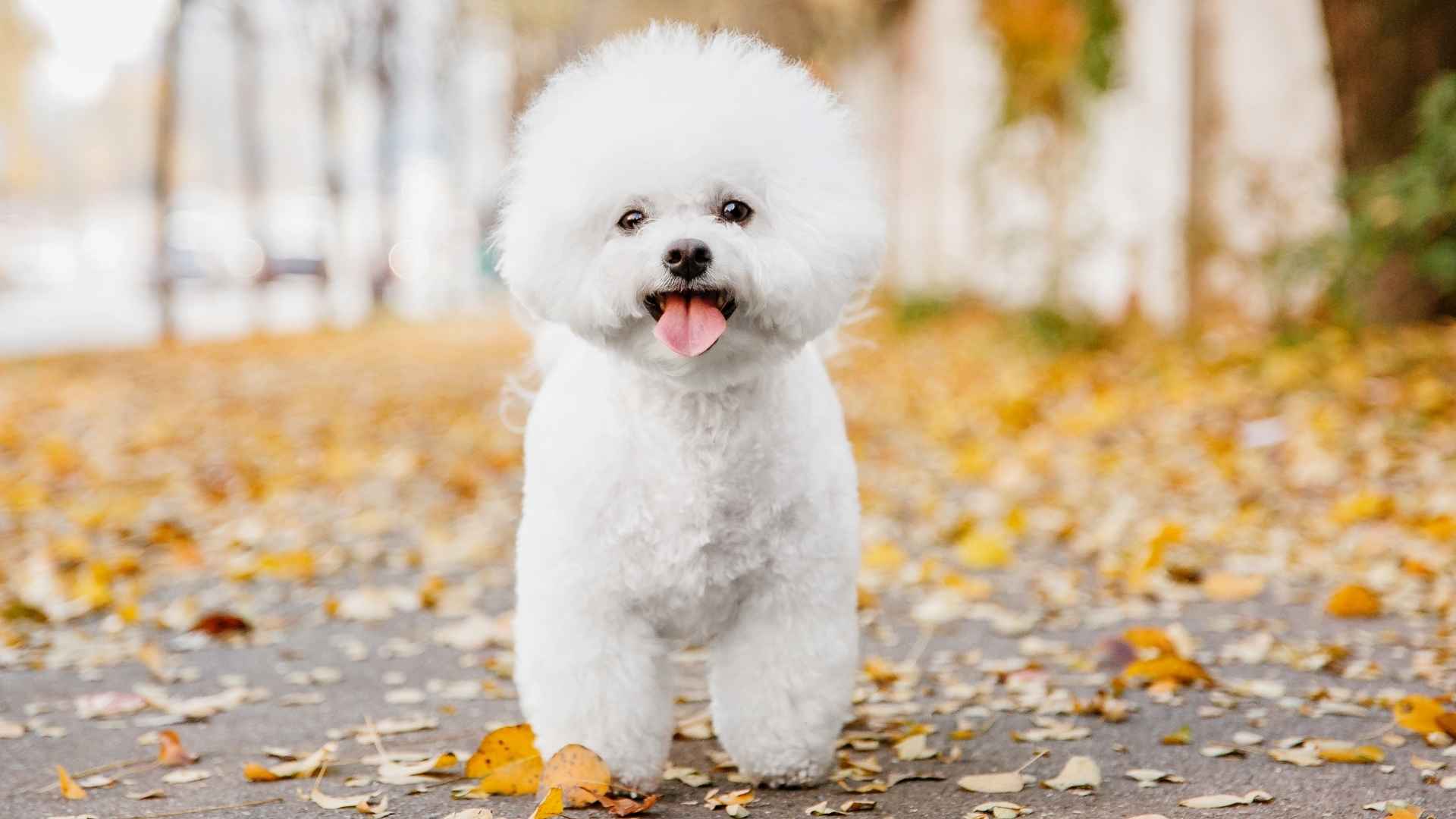 Top 9 Micro Dog Breeds That Stay Tiny Forever