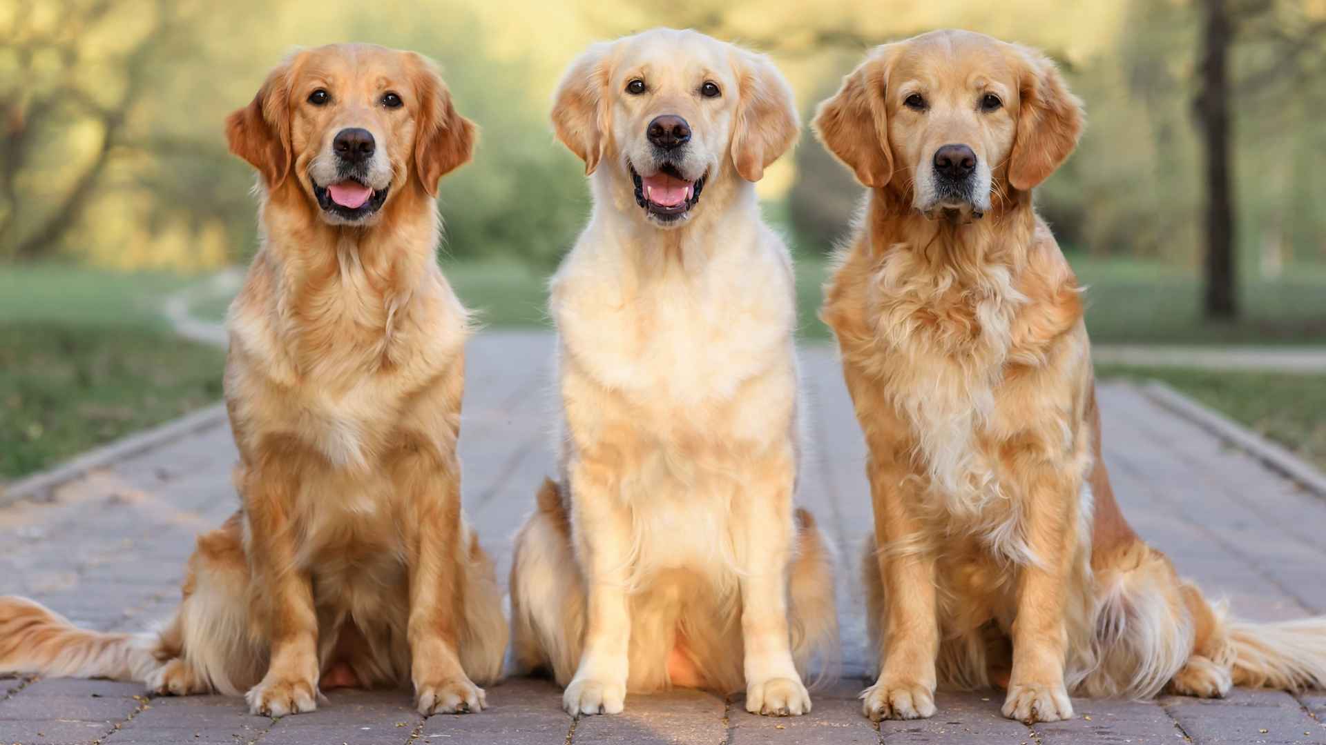 Top 9 Most Popular Dog Breeds in the U.S. Right Now