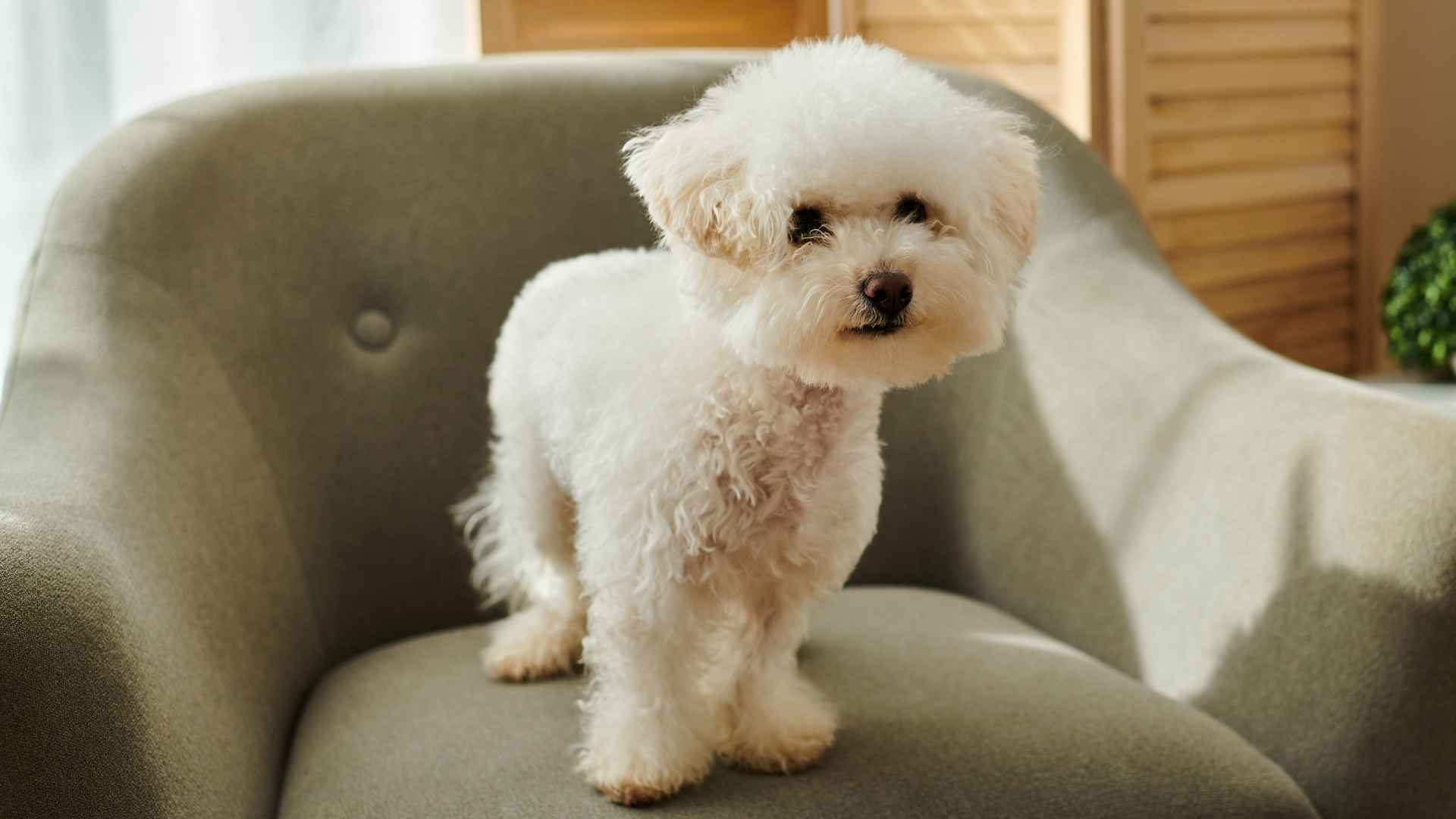 Top 9 Non-Shedding Dogs for Allergy Sufferers