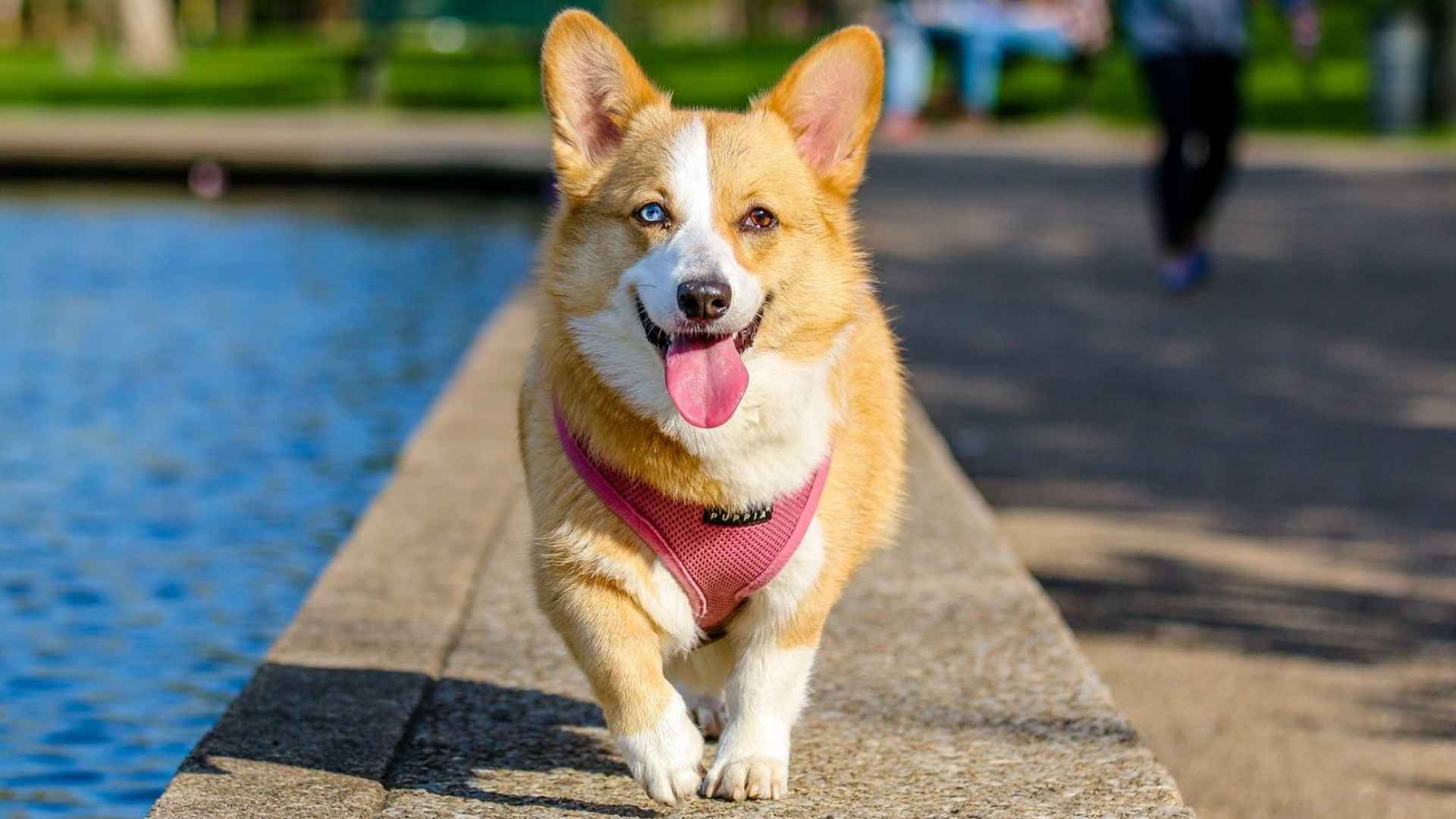 Top 9 Pointed-Ear Dog Breeds That Hear and Look Sharp