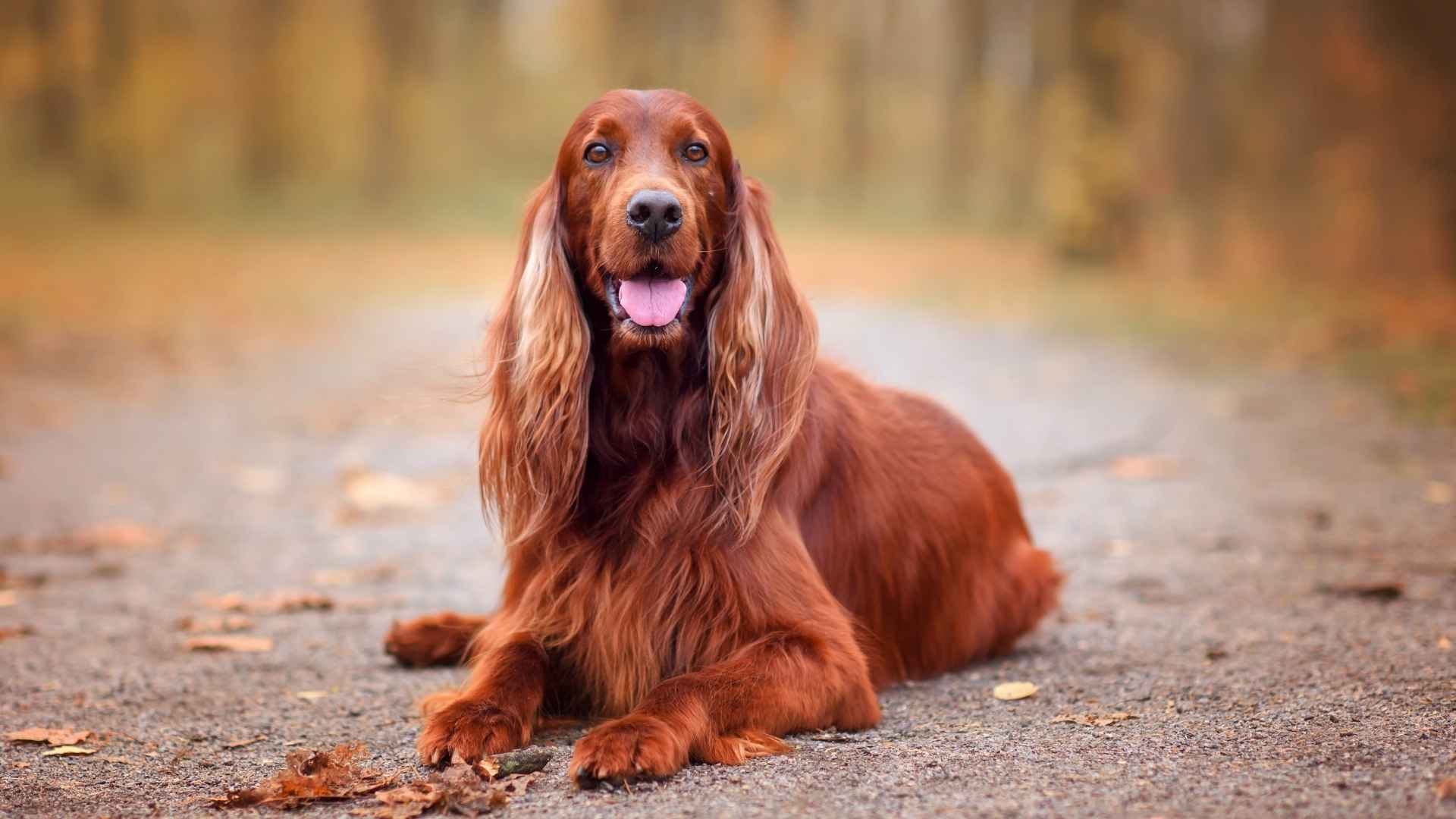 Top 9 Red Dog Breeds to Brighten Your Home and Heart