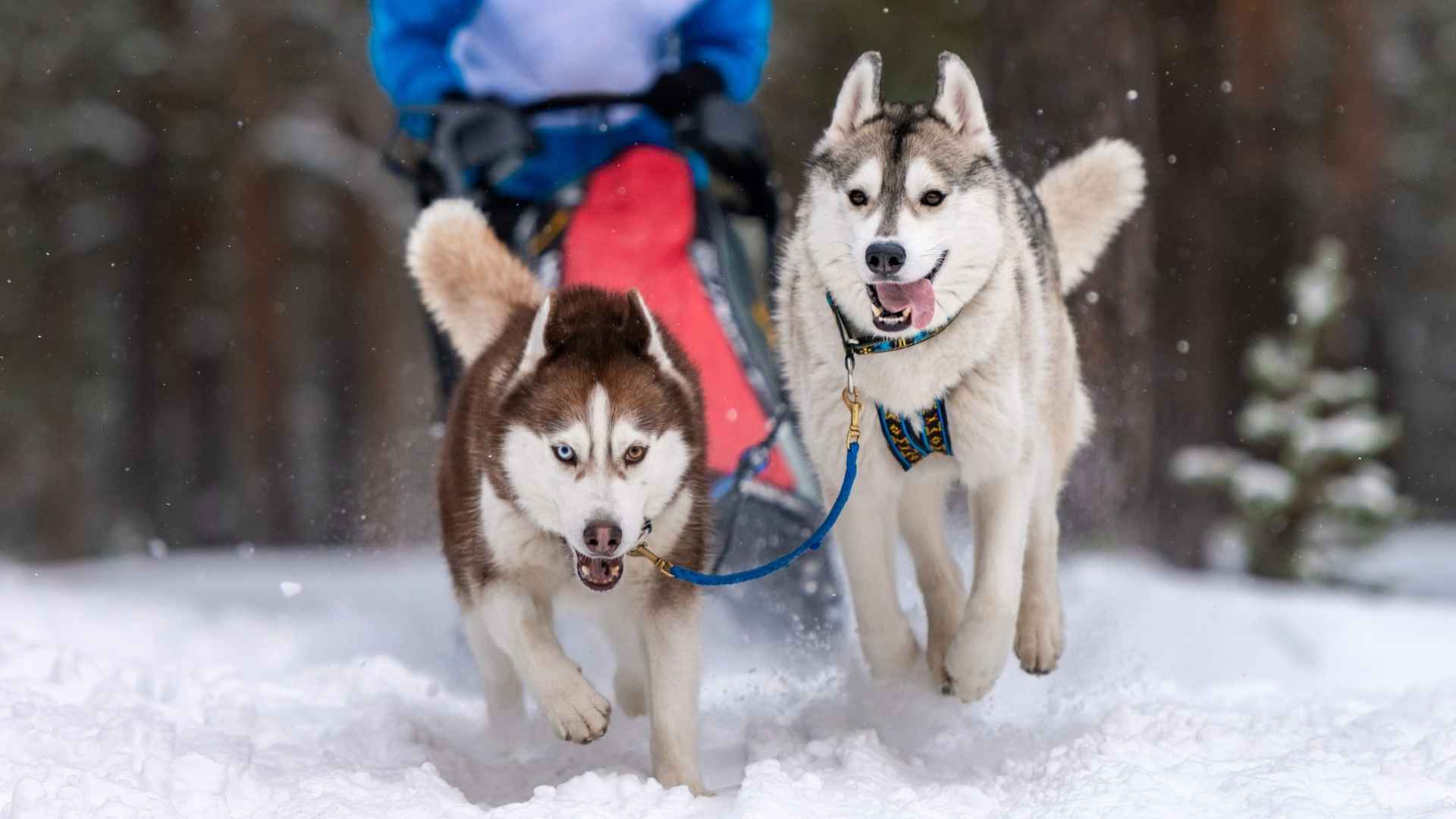 Top 9 Sled Dog Breeds That Were Born to Run Through Snow
