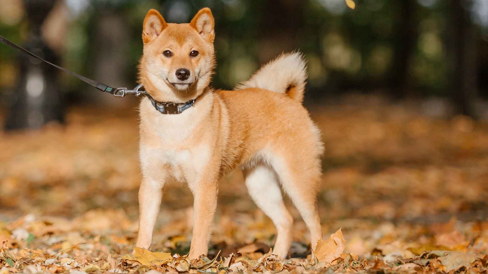 Top 9 Spitz Dog Breeds with Big Personalities