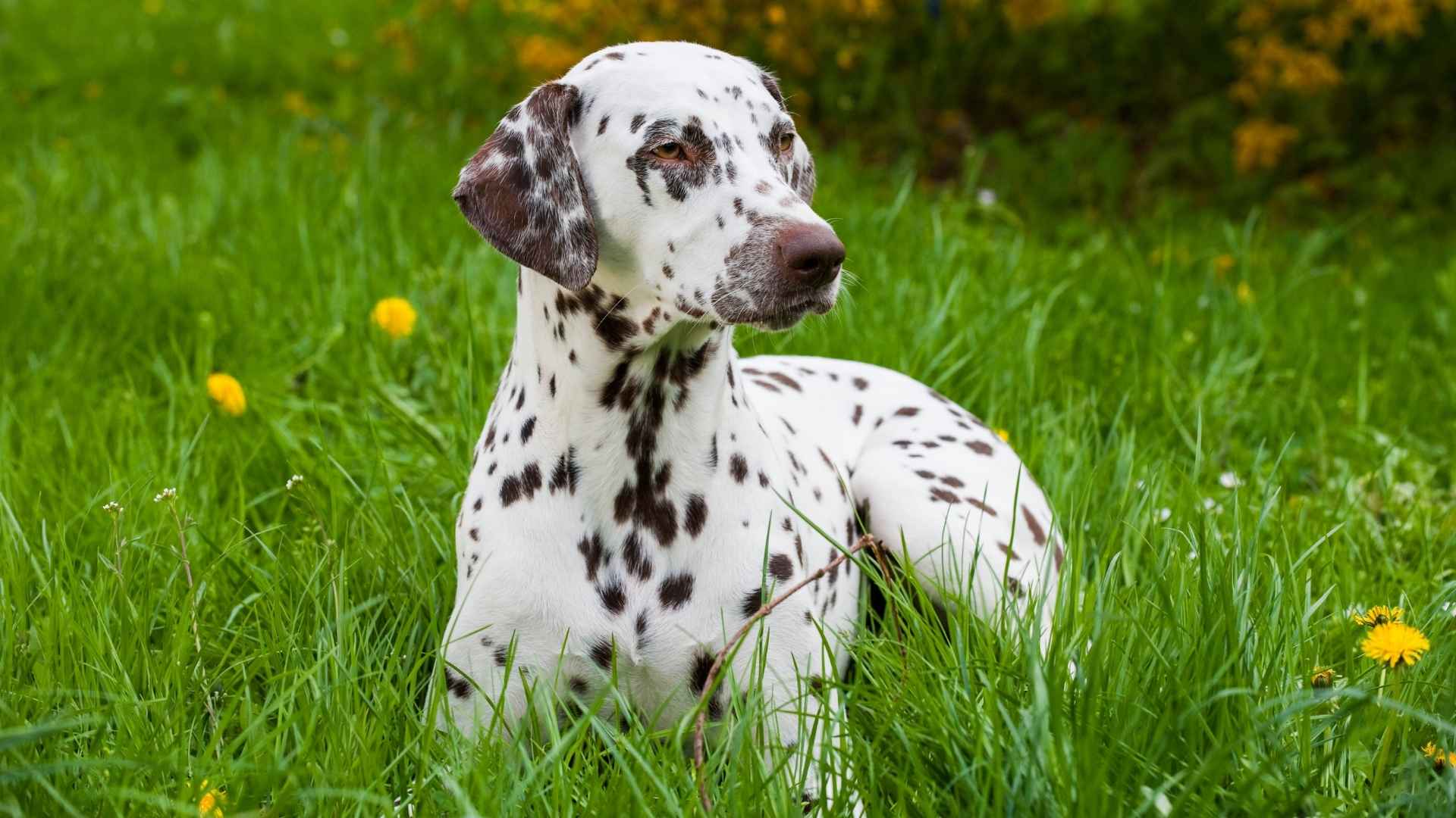 Top 9 Spotted Dog Breeds with Unique Coat Patterns