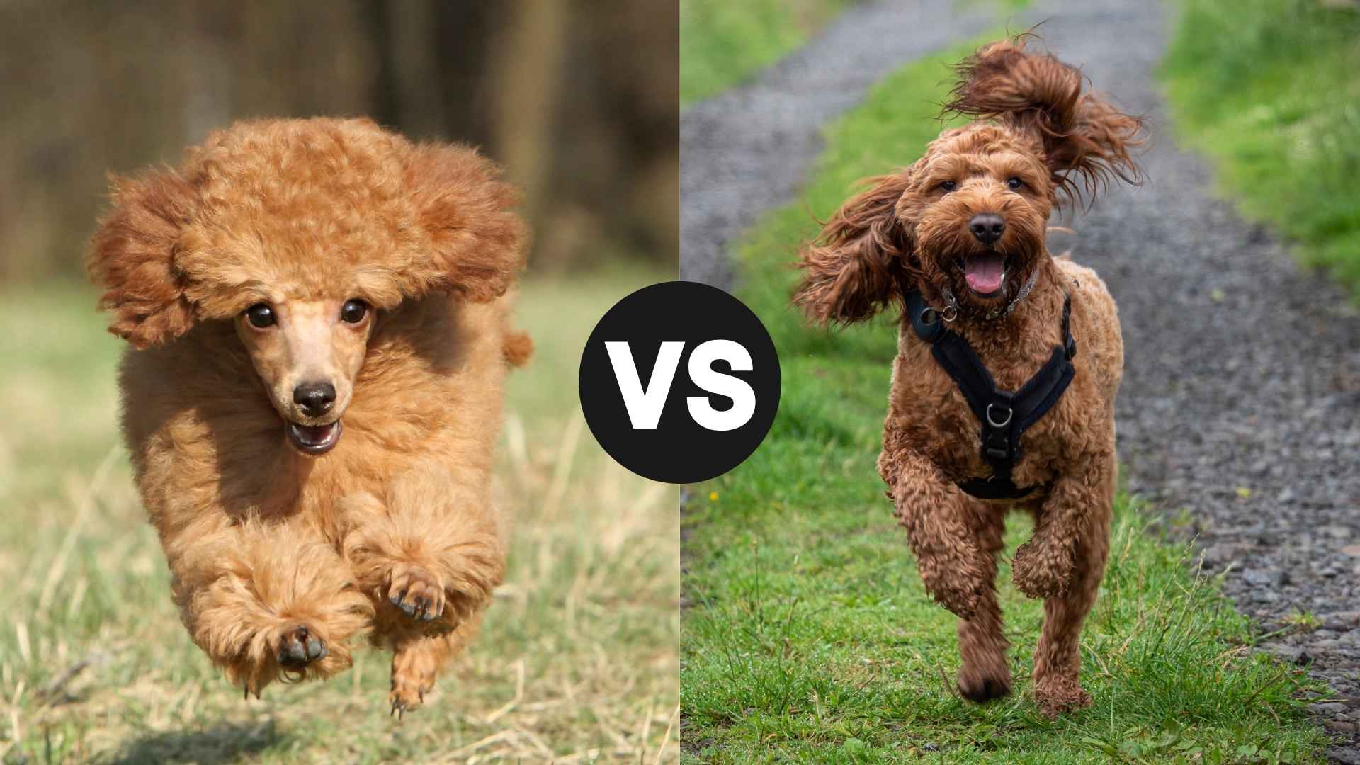 Toy Poodle vs. Cockapoo: Which Fluffy Companion Is Right for You?