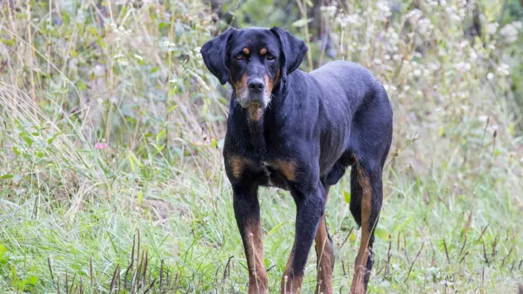 Transylvanian Hound