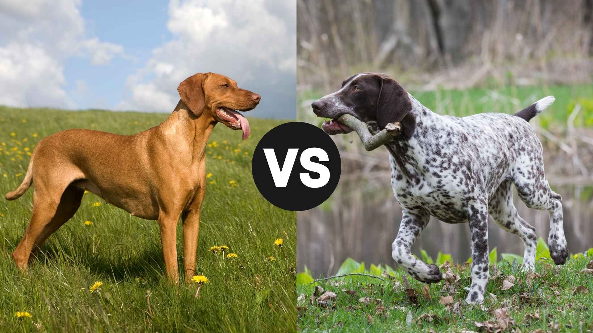 Vizsla vs. German Shorthaired Pointer: Which Hunting Dog Is Right for You?