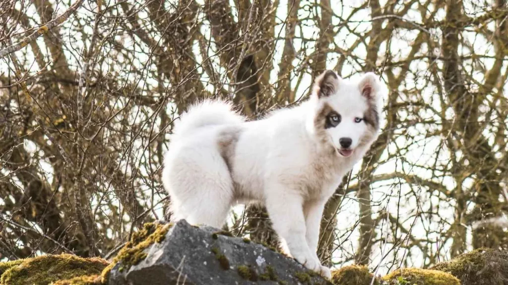 Yakutian Laika