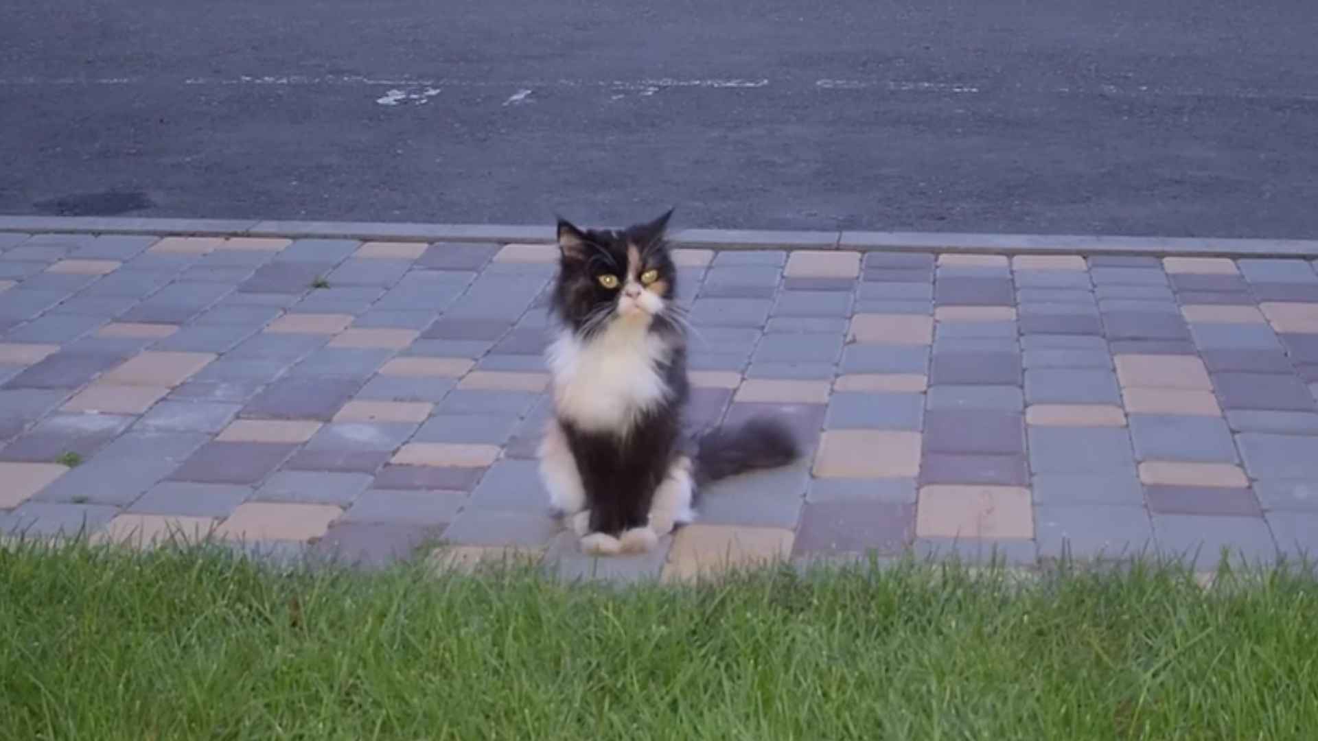 cat rescued story
