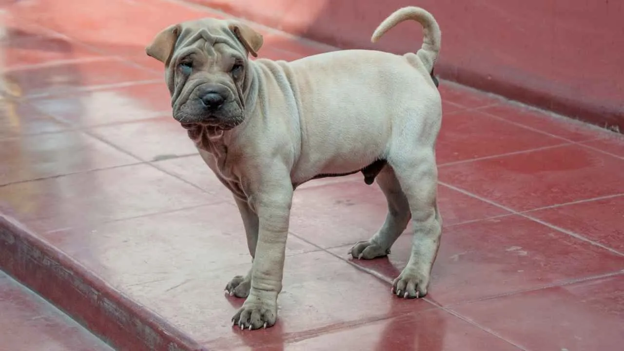 Chinese Shar Pei
