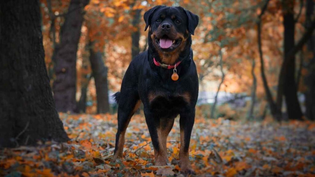 German Rottweiler