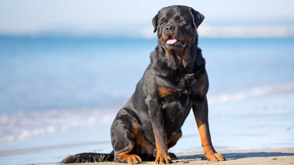 german rottweiler