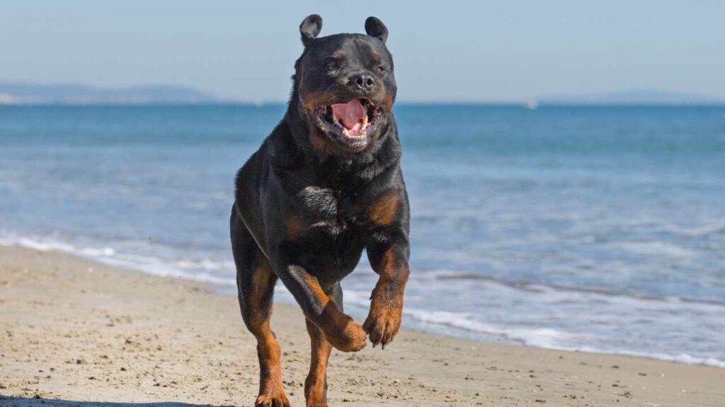 german rottweiler