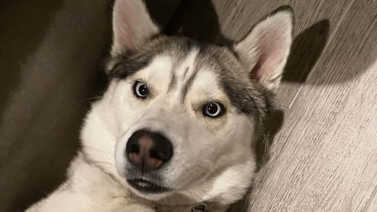 husky