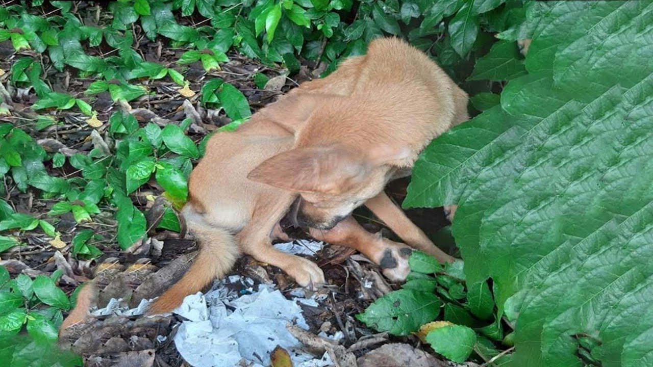 Pregnant Dog Shrimp Survives Crash, Against All Odds