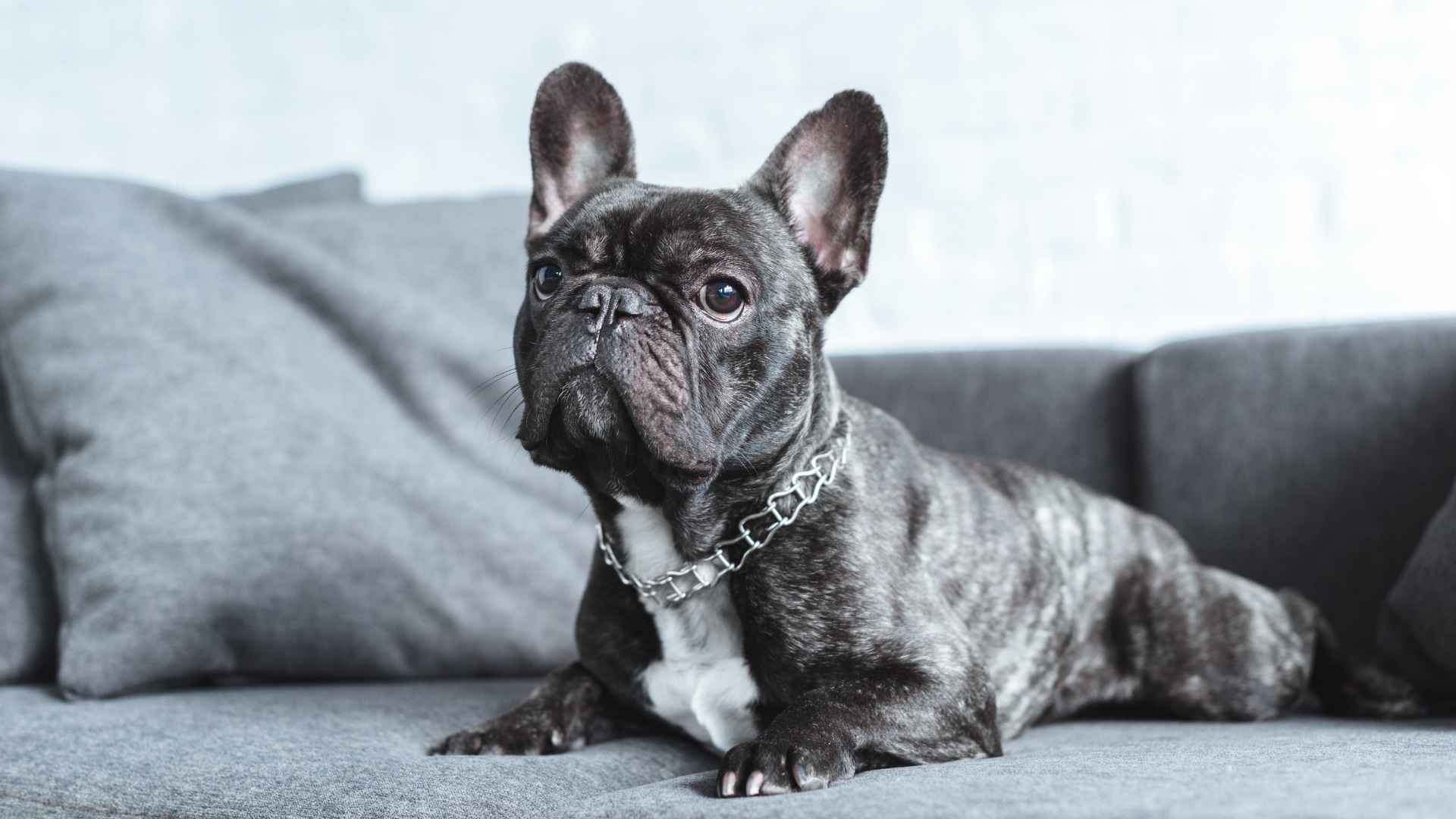10 Always Chill Dog Breeds Perfect for Relaxed Households