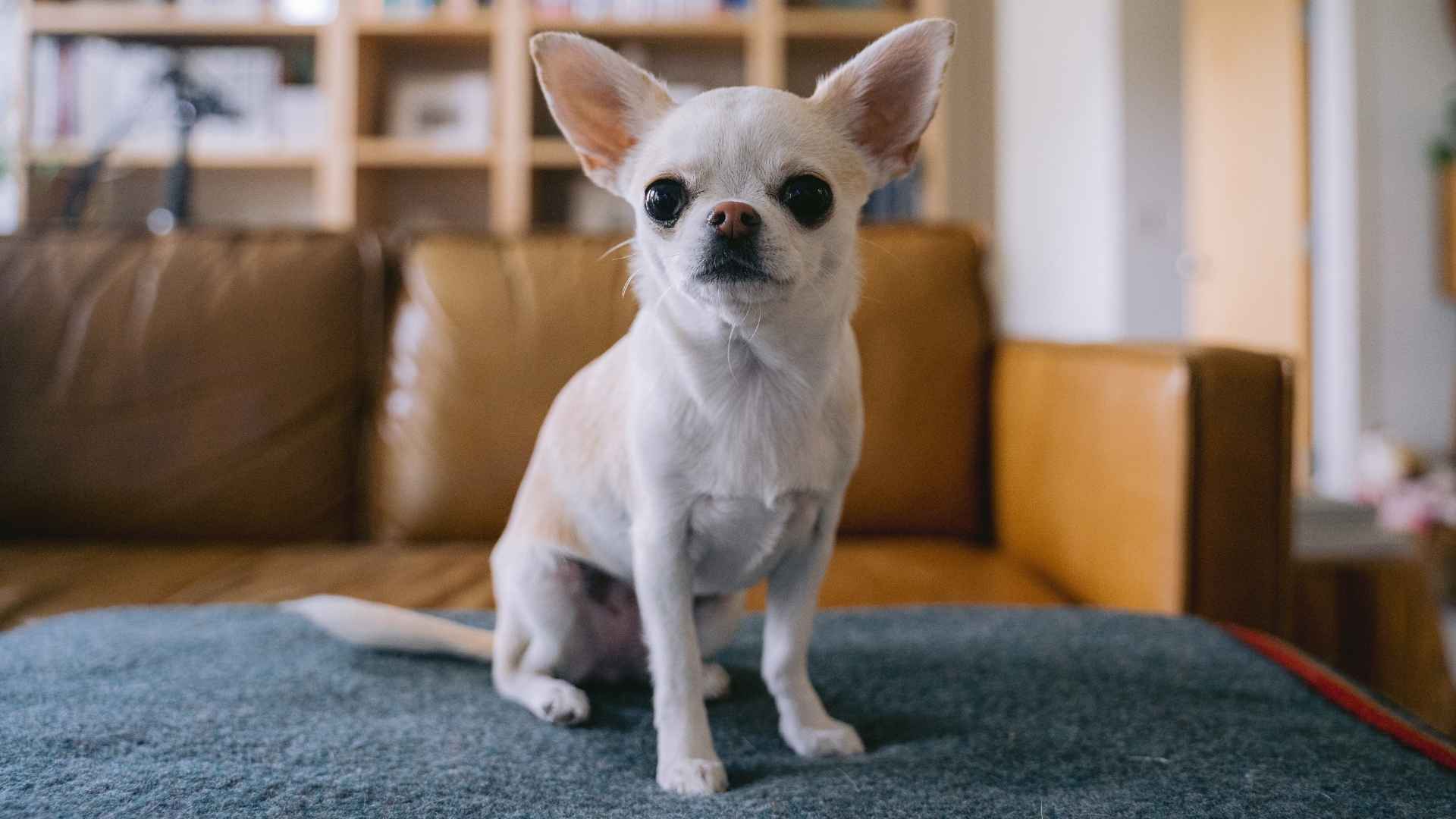 10 Best Dog Breeds That Adapt Well To Small Apartments