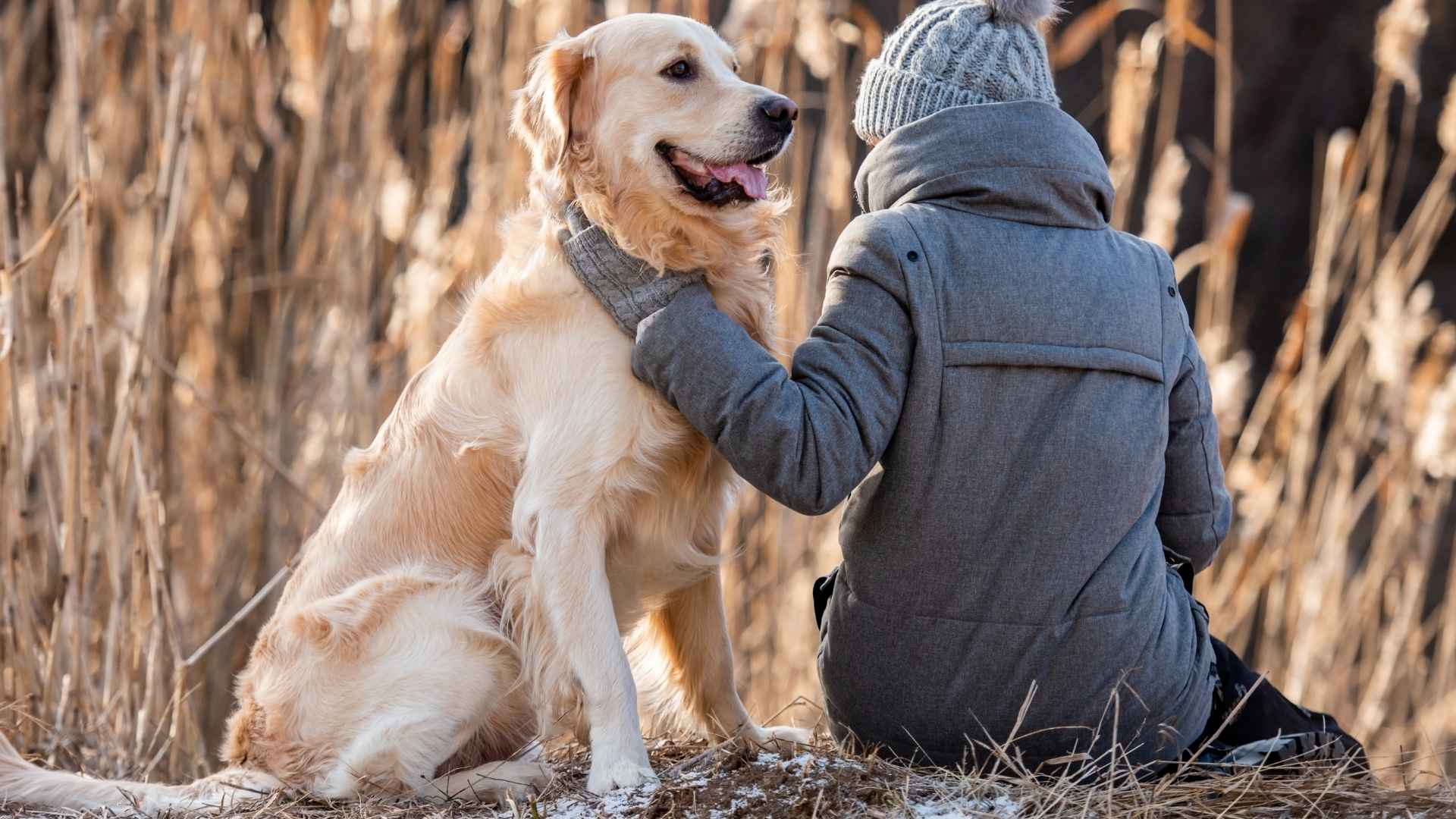 10 Best Dog Breeds That Bond Instantly and Click With You Right Away