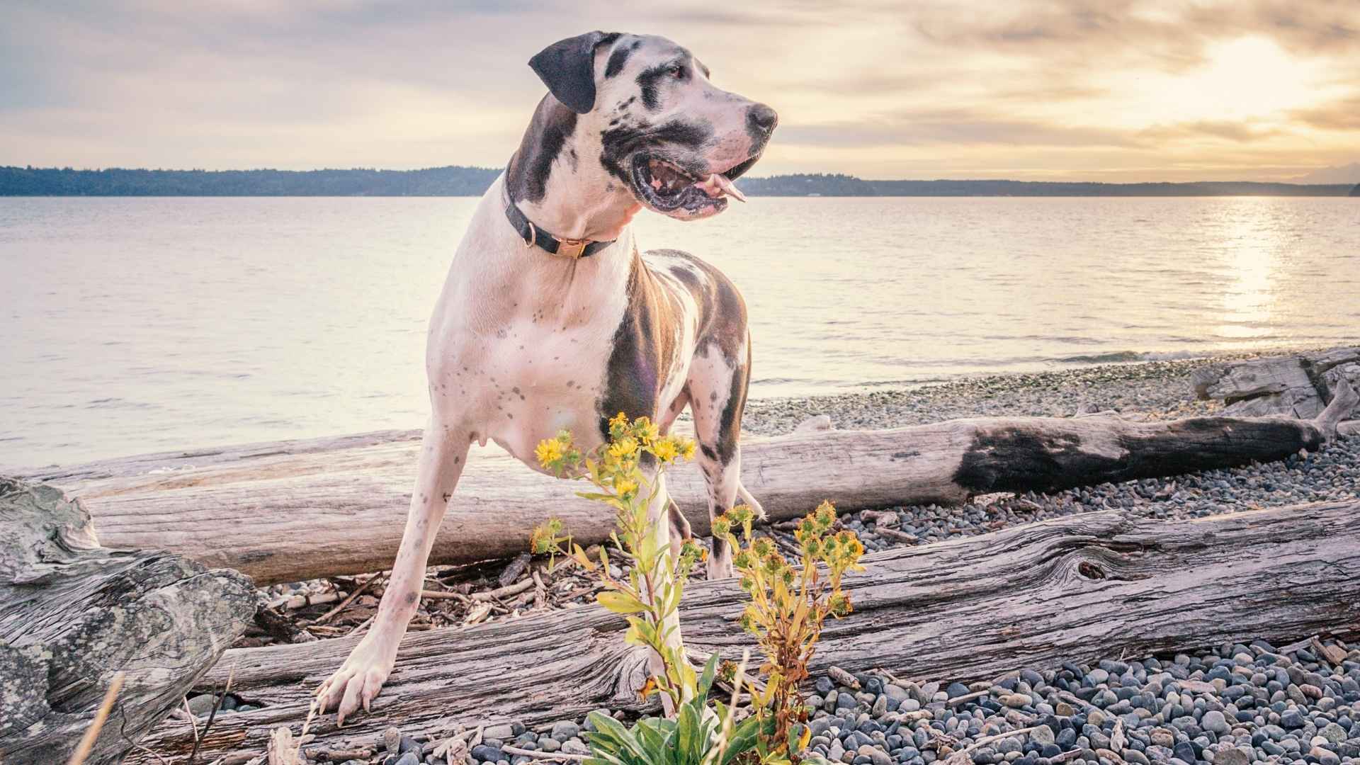 10 Best Dog Breeds That Handle Heat Waves Well