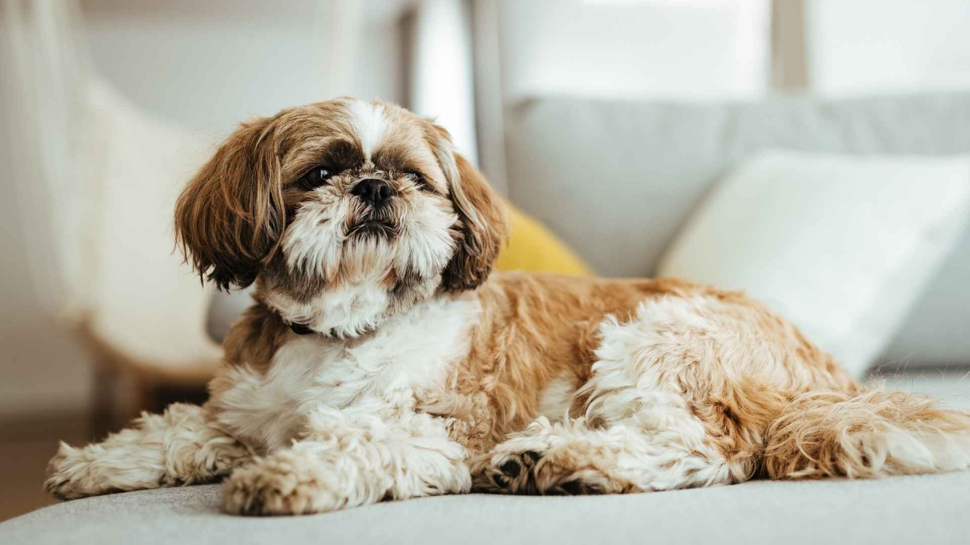 10 Best Dogs For Cozy Studio Apartments That Don’t Mind Small Spaces