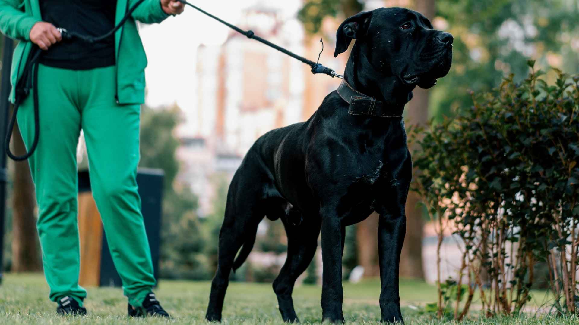 10 Best Guard Dog Breeds for Experienced Owners