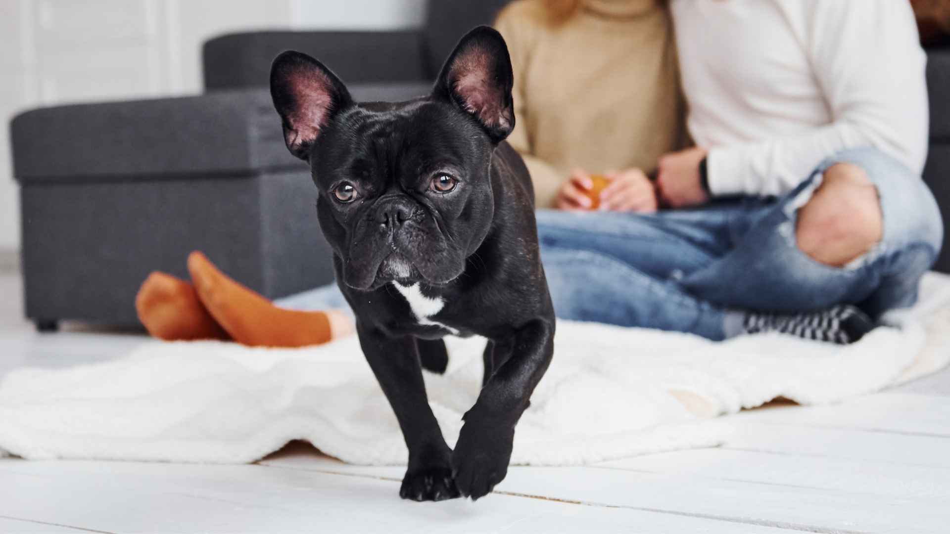 10 Best Small Dog Breeds For Apartments: Quiet, Clean, and Cute