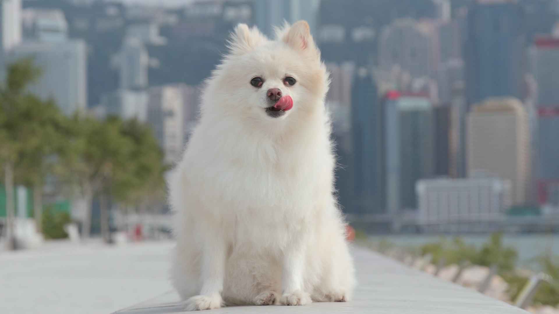10 Compact Dog Breeds That Are Big on Personality