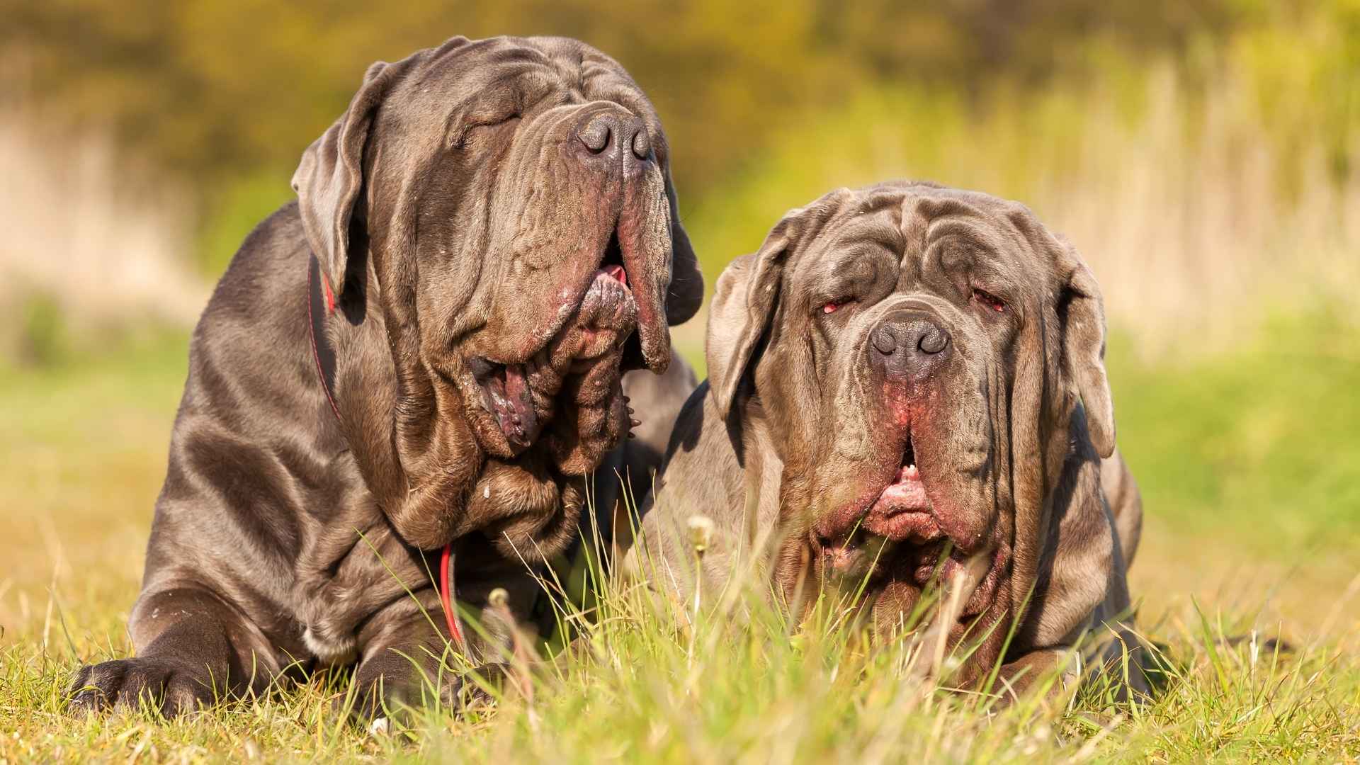 10 Cutest Dog Breeds Known for Being Wrinkly