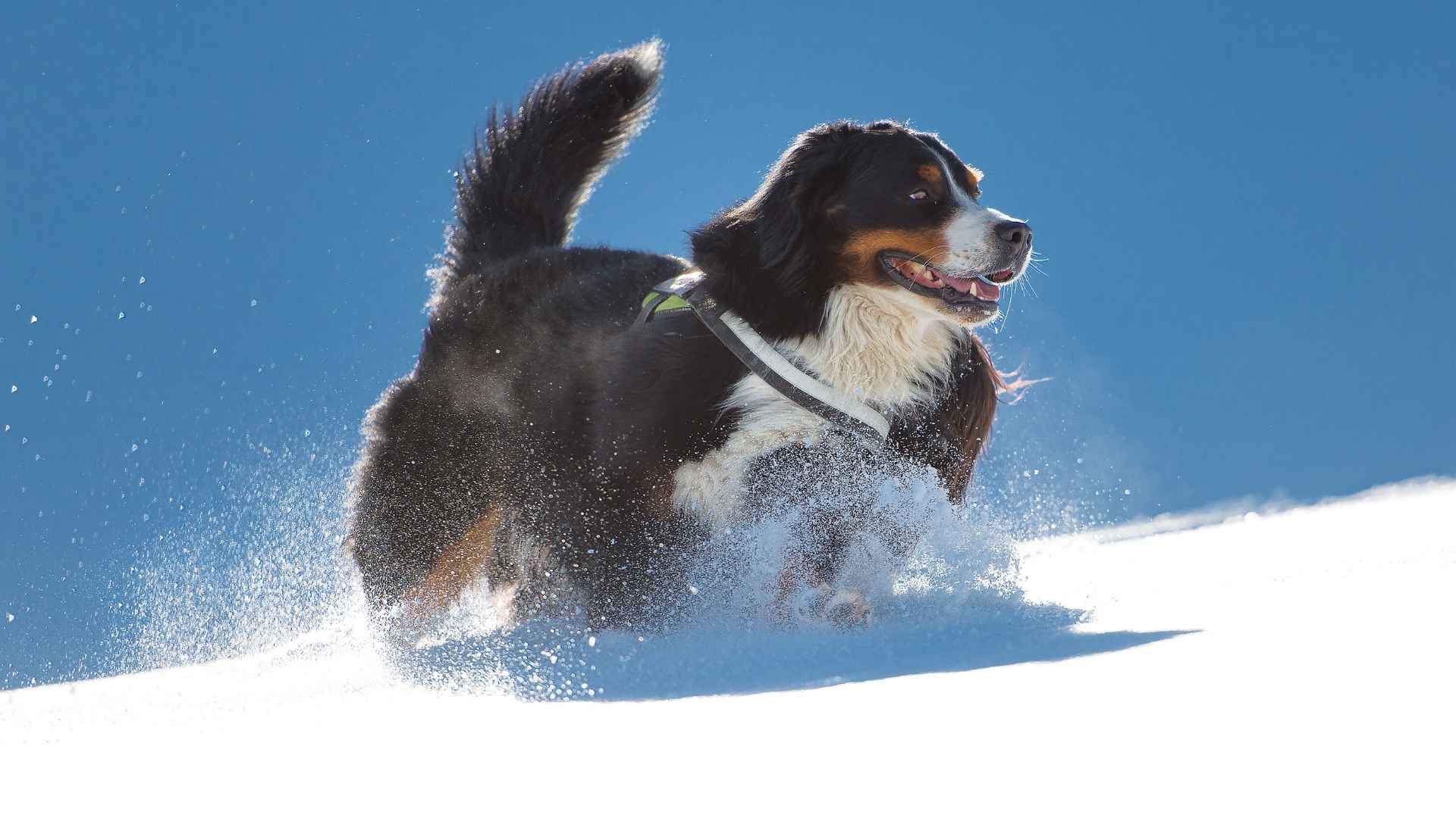 10 Dog Breeds Favored by Snowboarders That Thrive in Snow