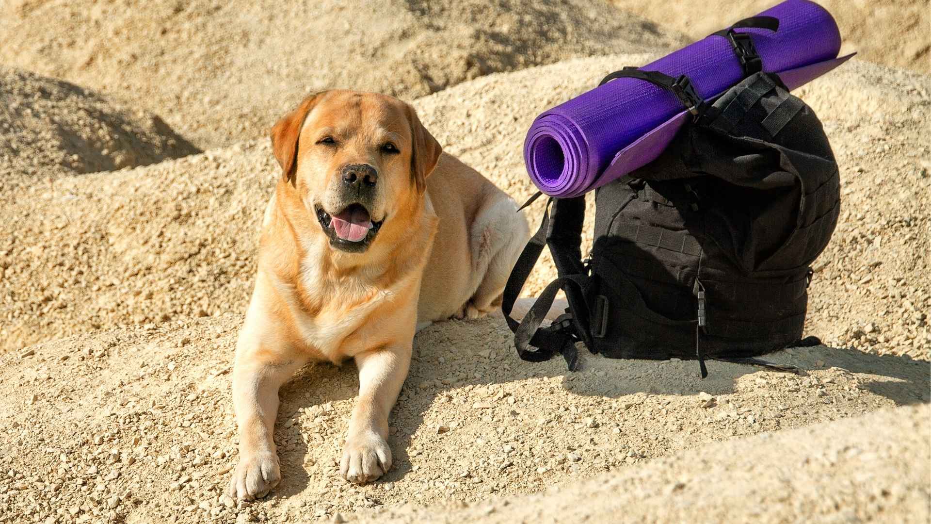 10 Dog Breeds For Hiking In Hot Climates